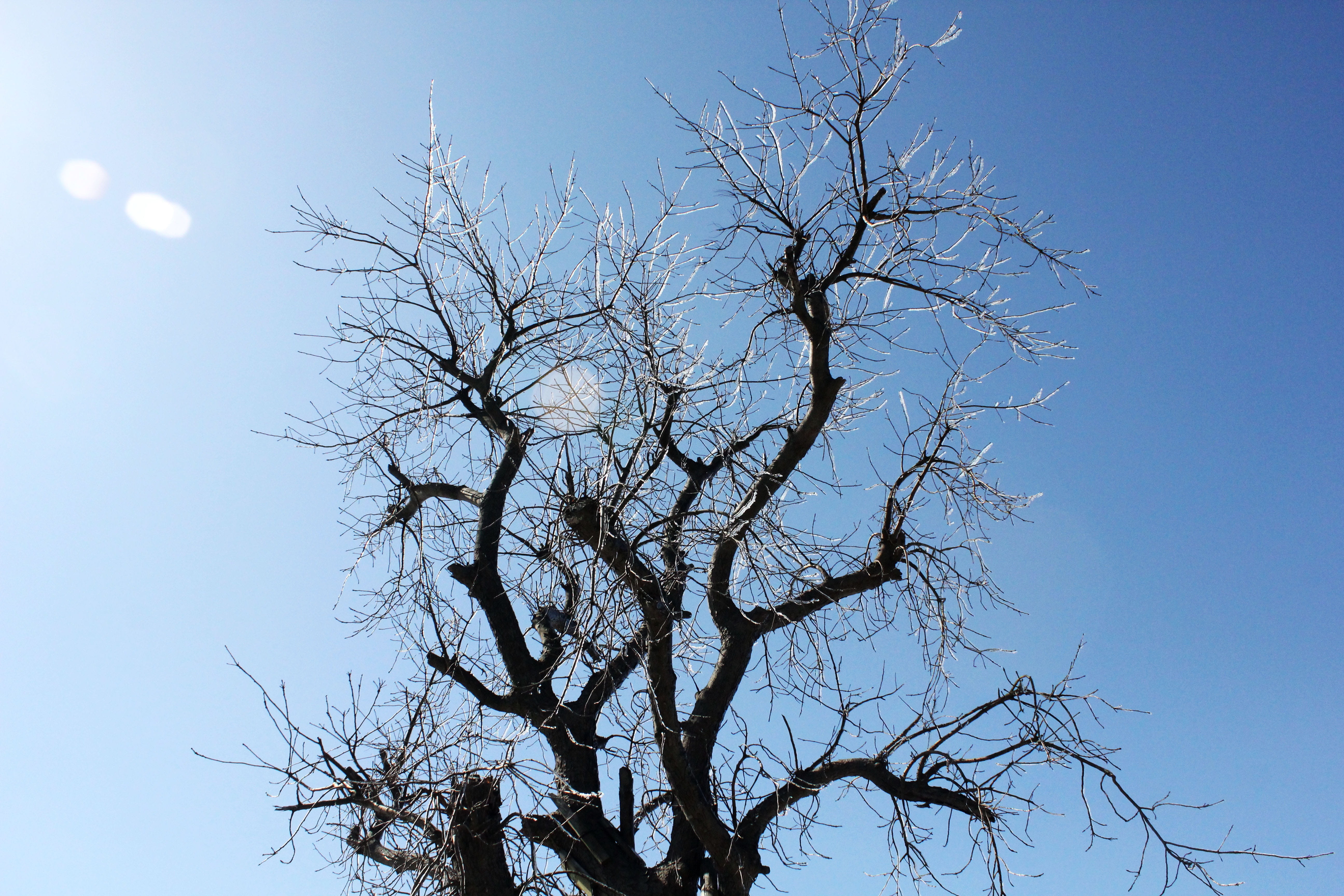 Tree, Winter, Icicles, sky, bare tree, nature, low angle view