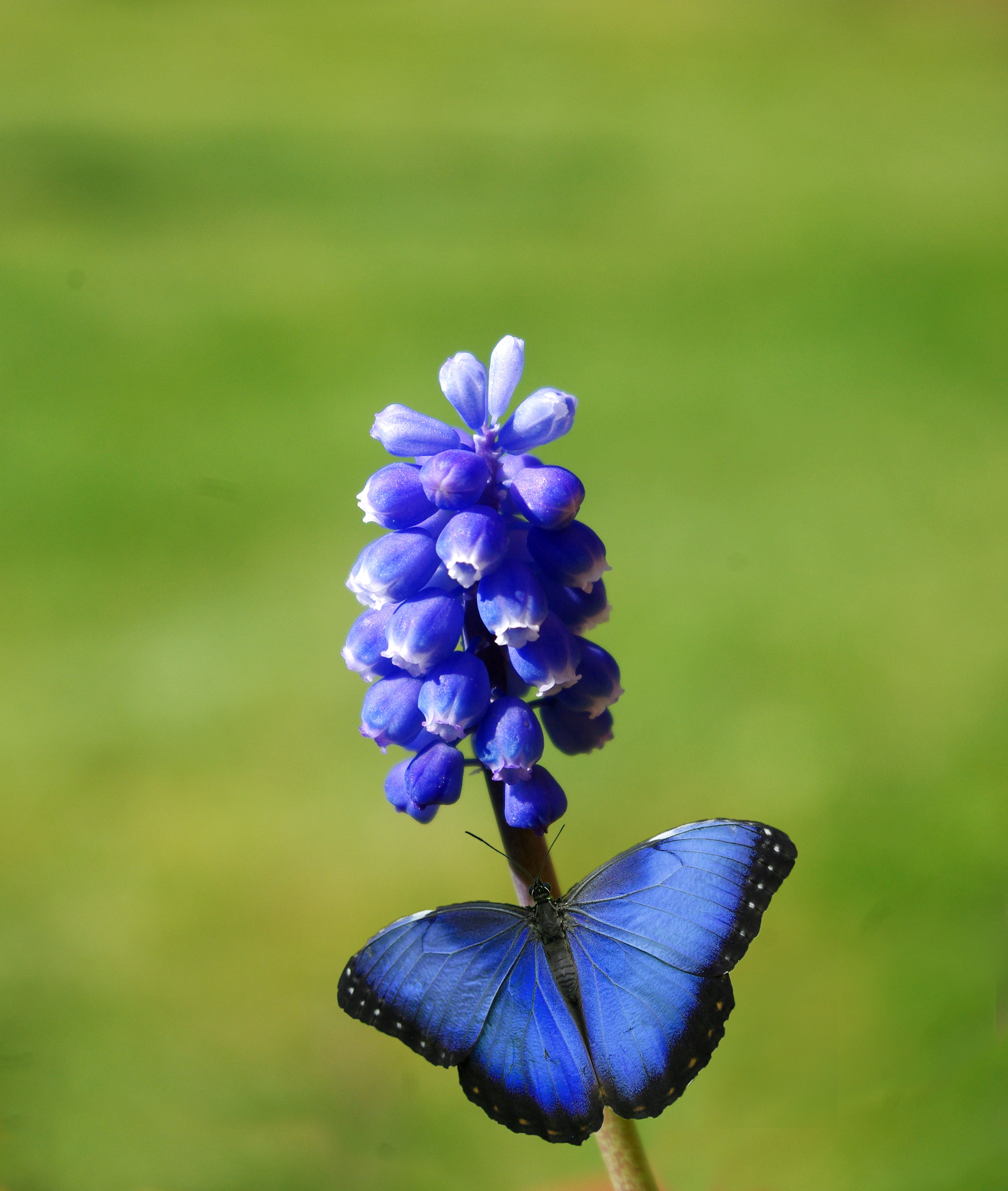 macro photo of blue morpho butterfly perched on blue flower, plant