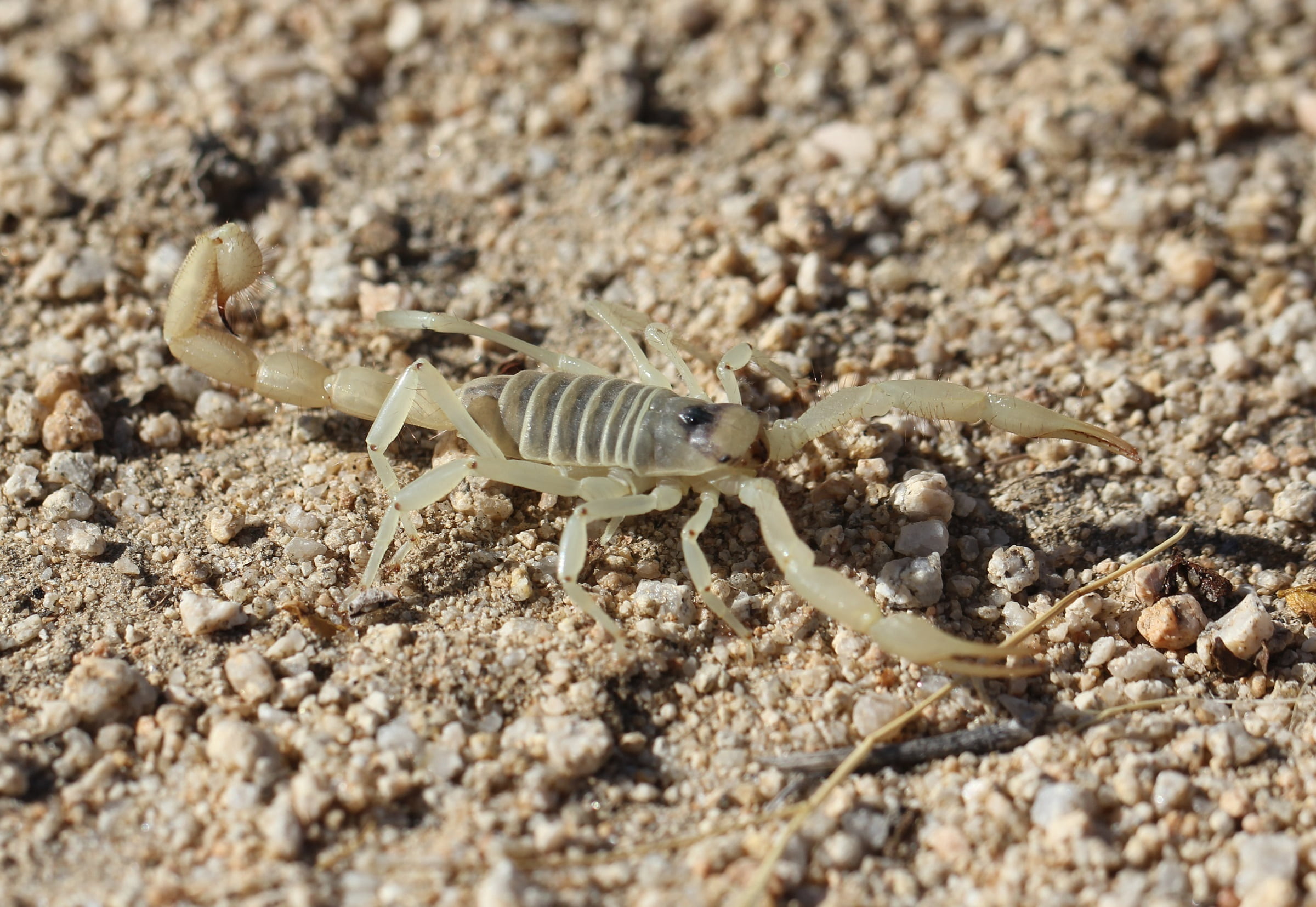 giant hairy scorpion, wildlife, white, hadrurus arizonensis