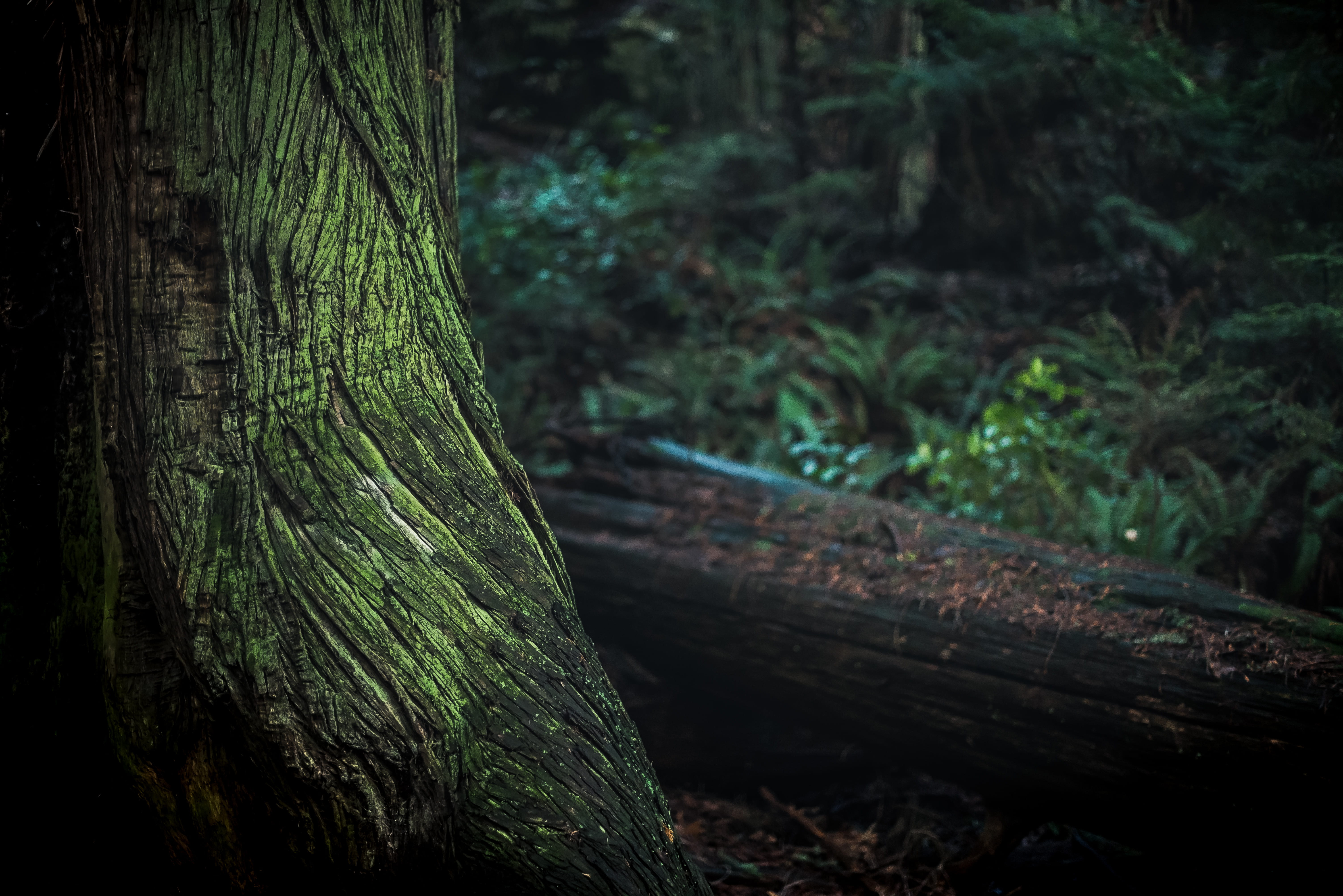 Green and Black Tree Trunk, daylight, environment, forest, grass