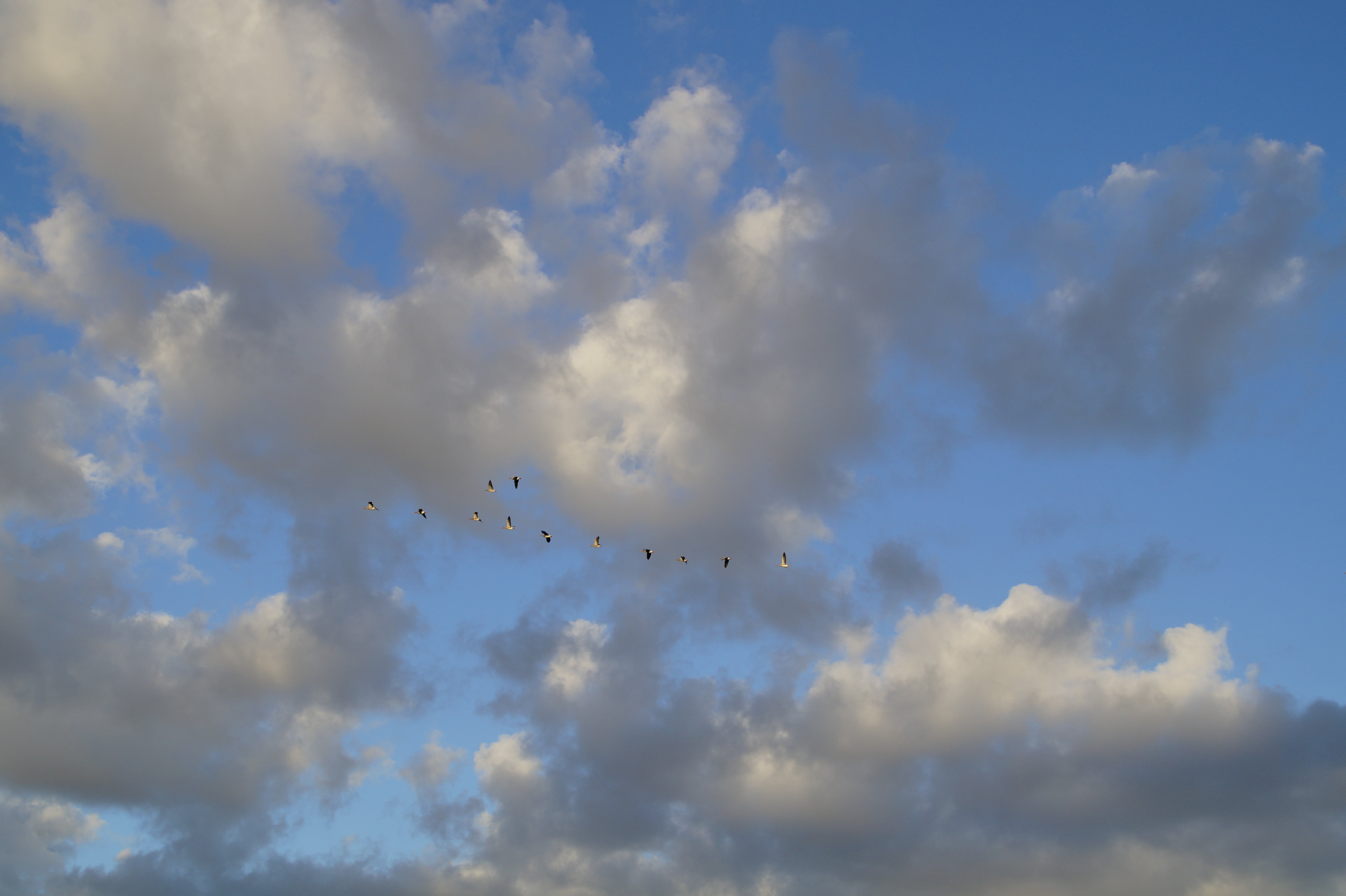 clouds, sky, bird flight, geese, migratory birds, cloud - sky