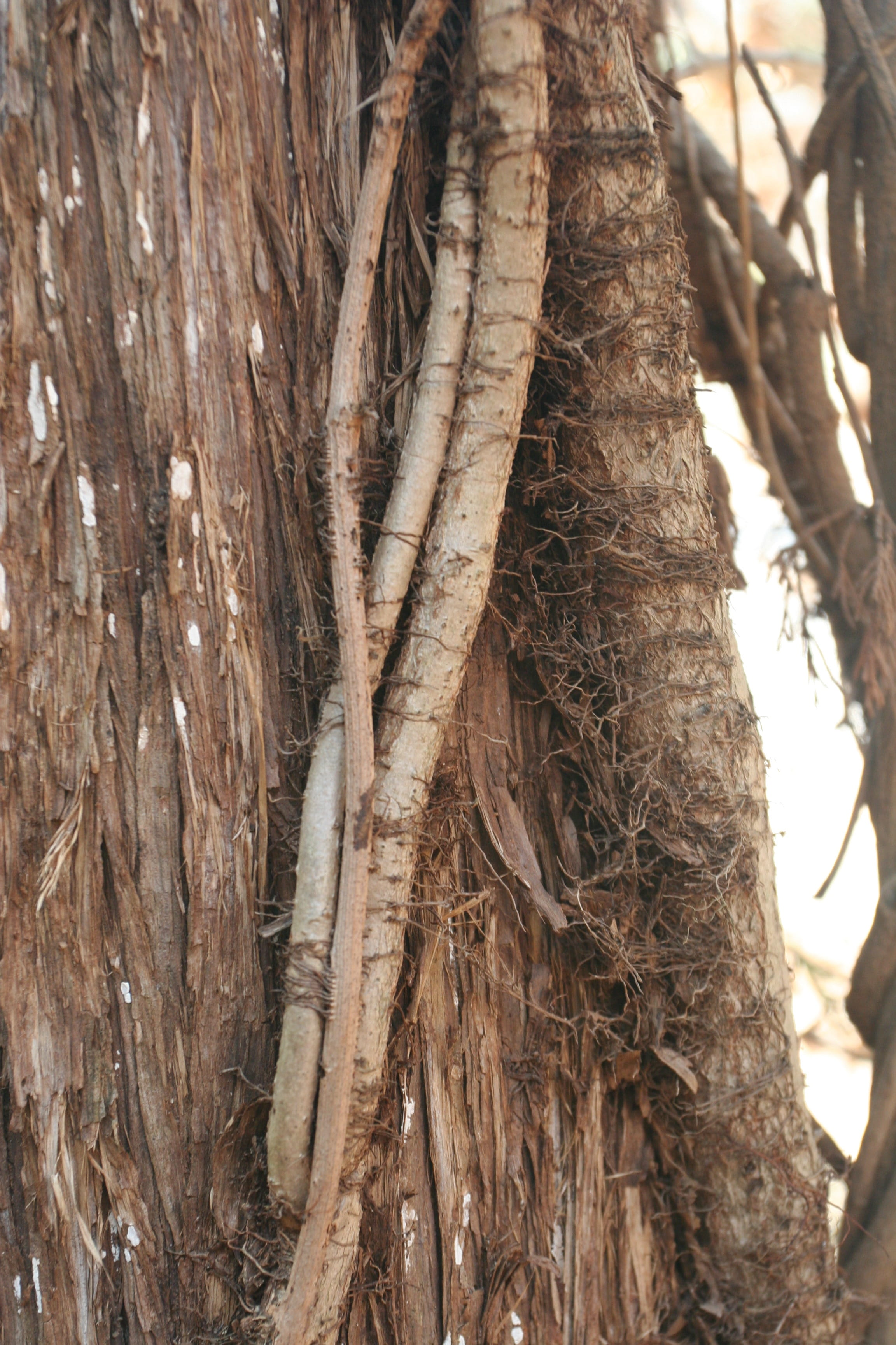 tree, bark, forest, nature, environment, tree trunk, landscape