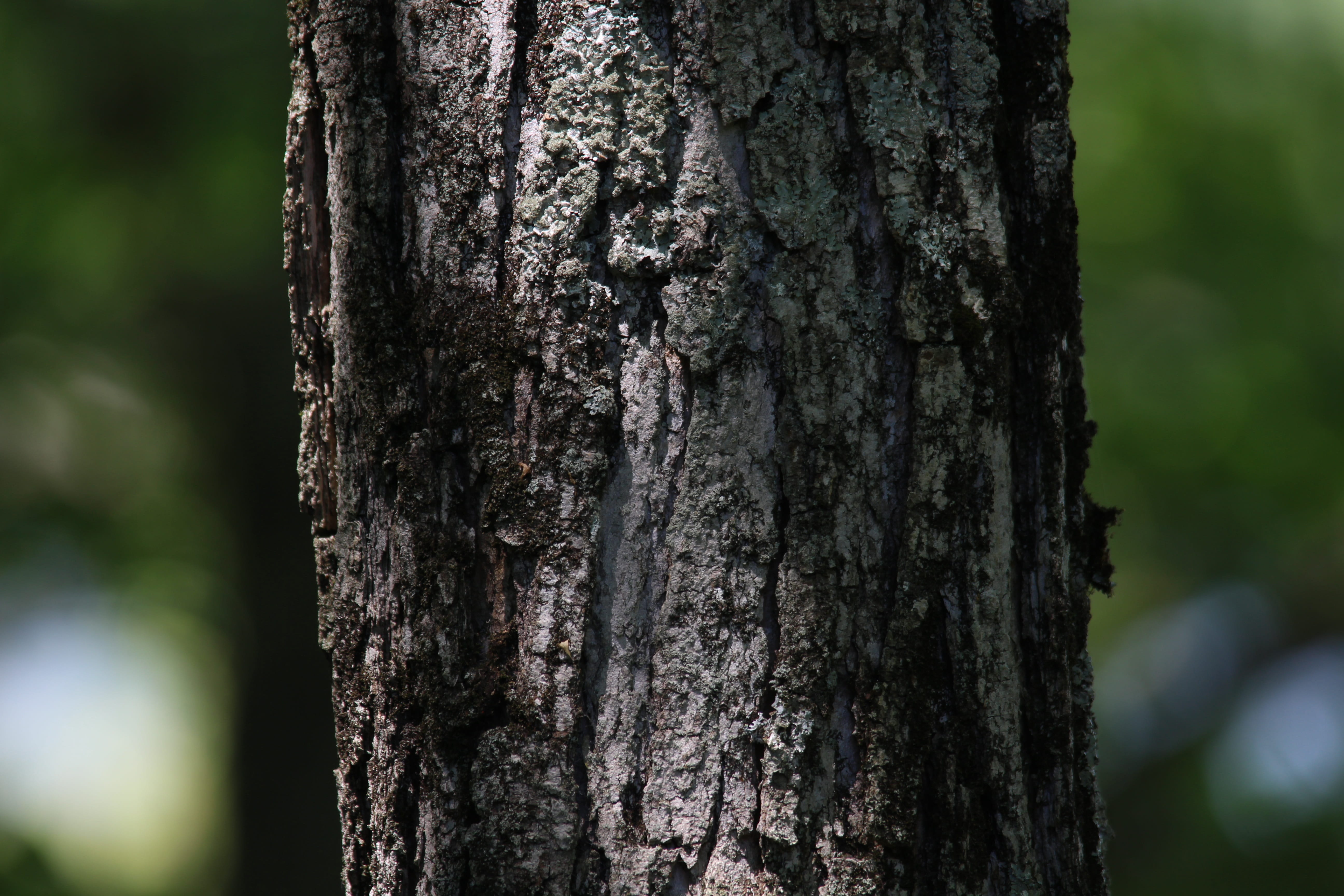 nature, tree, tree bark, trunk, tree trunk, focus on foreground