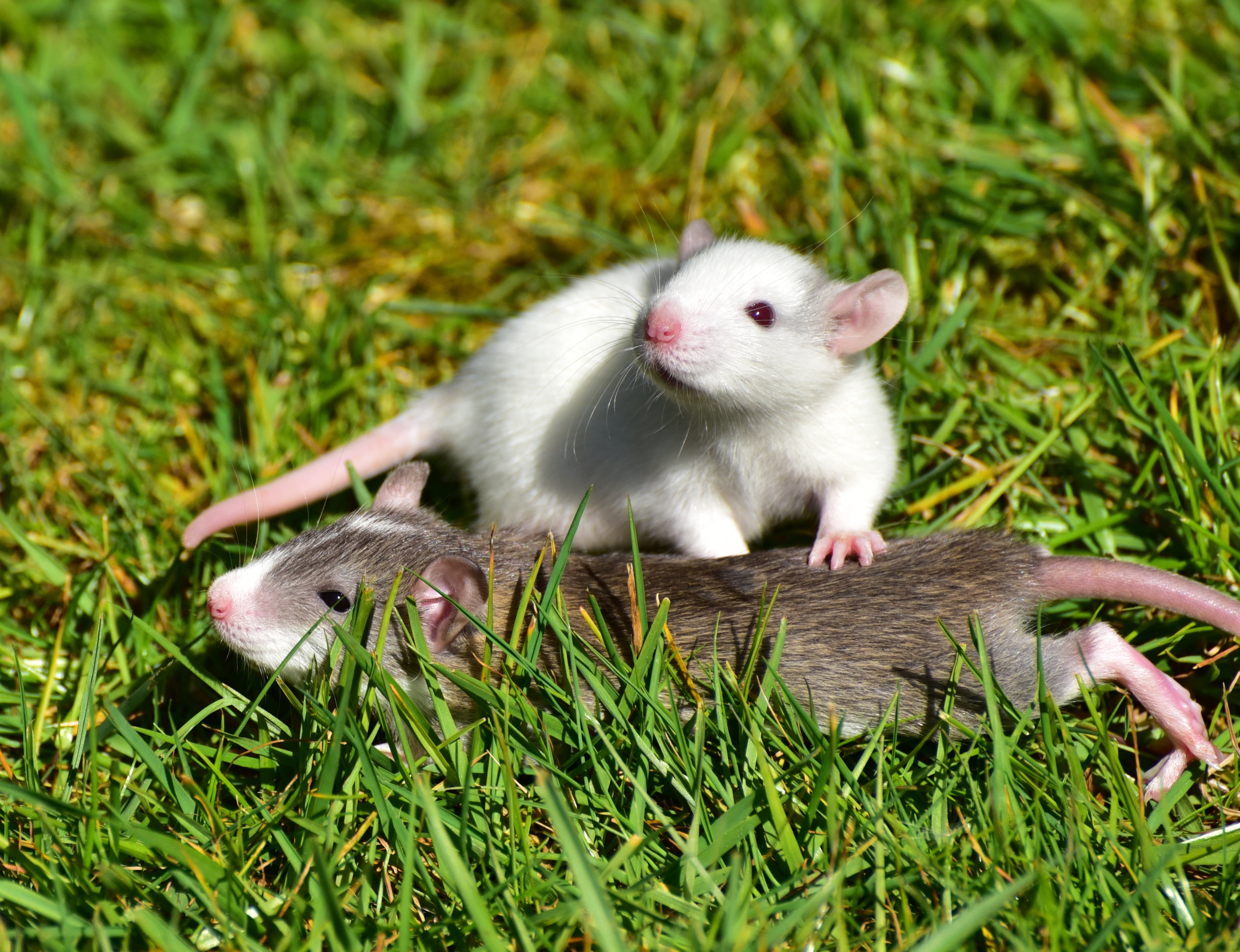 white and brown rat lying on green grass during daytime, rat babies