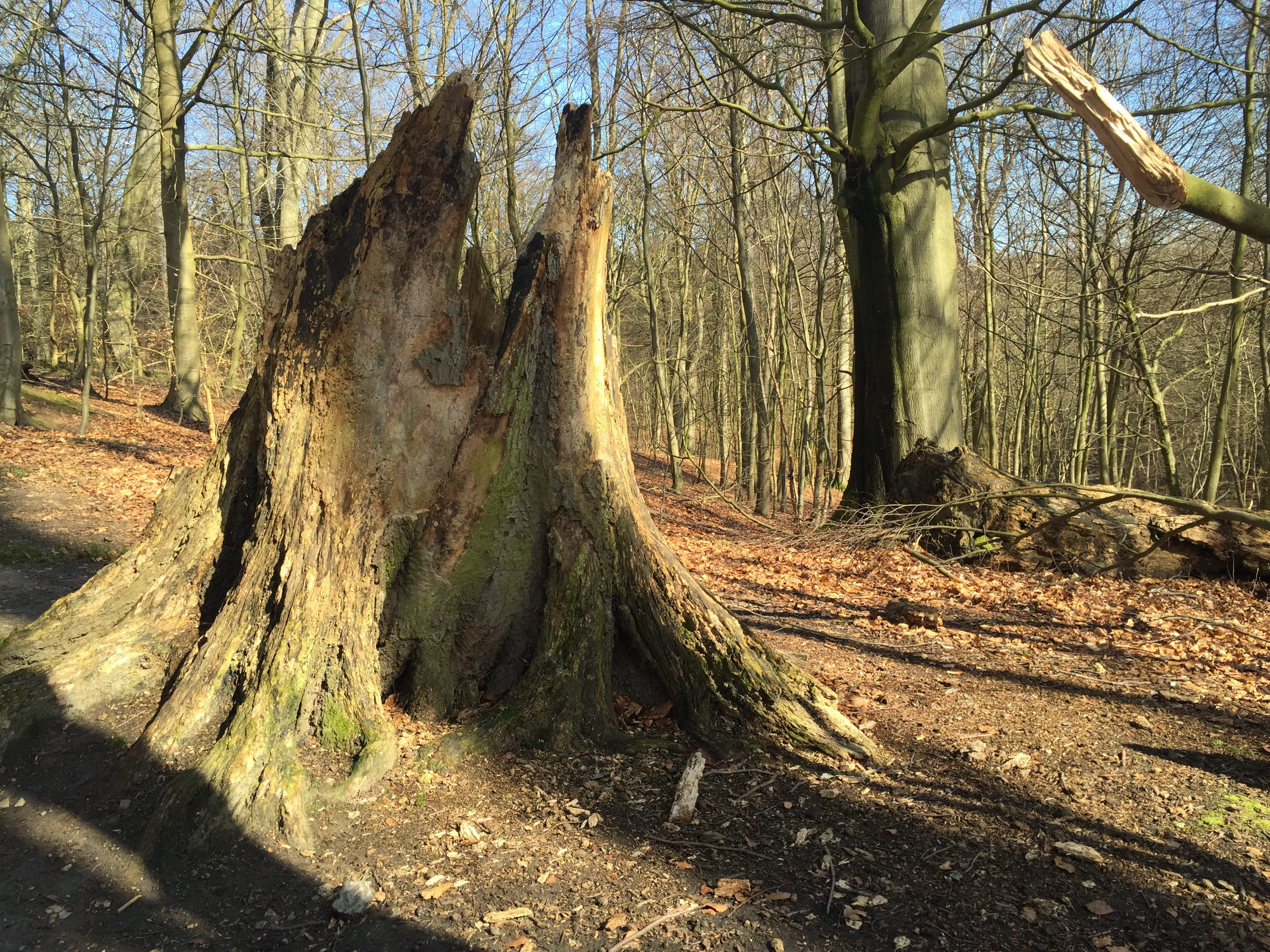 Natural, Spring, Forest, Denmark, background, tree, tree trunk