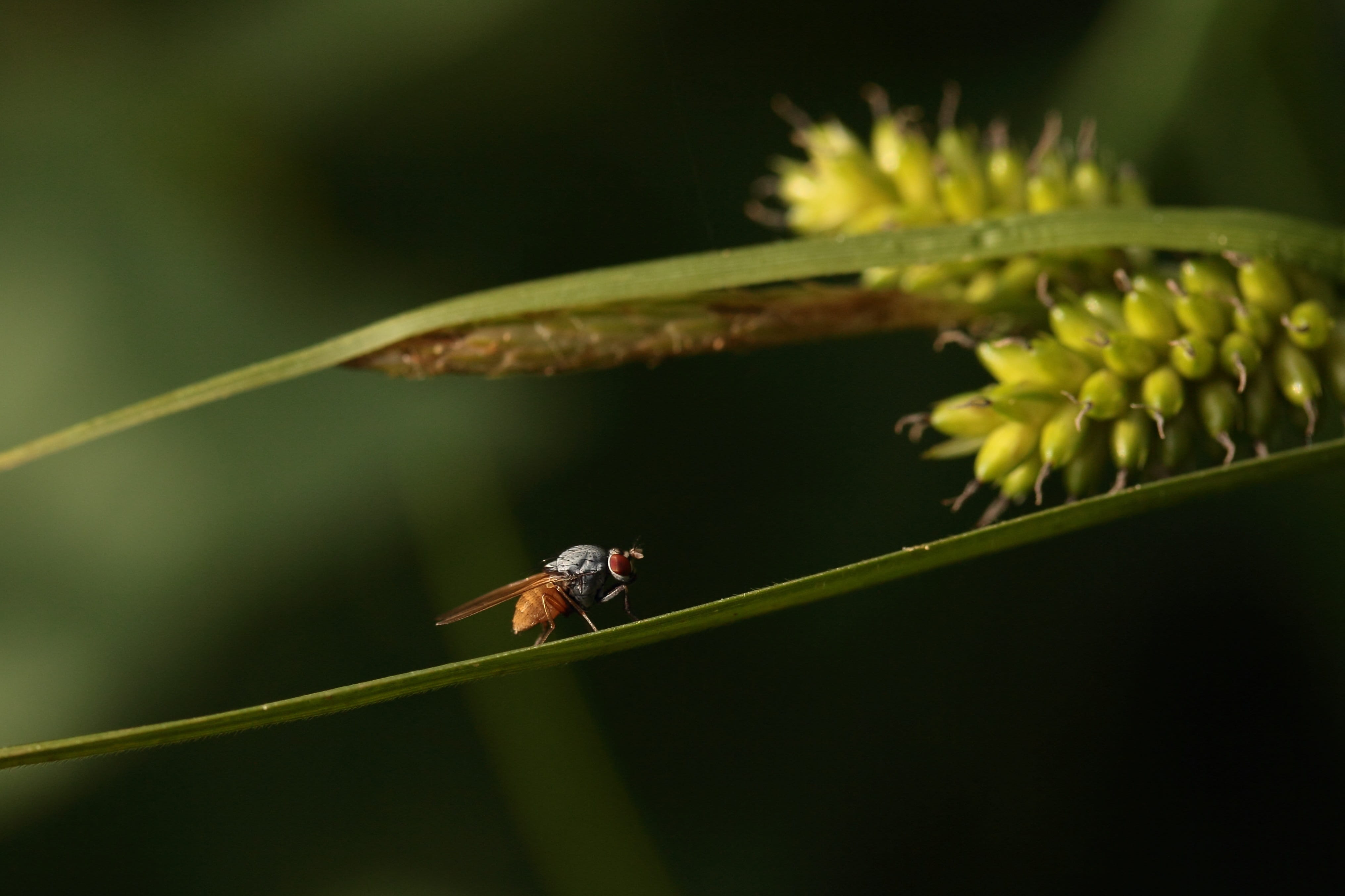Fly, Insect, Macro, Flight, Grass, flight insect, grass flower