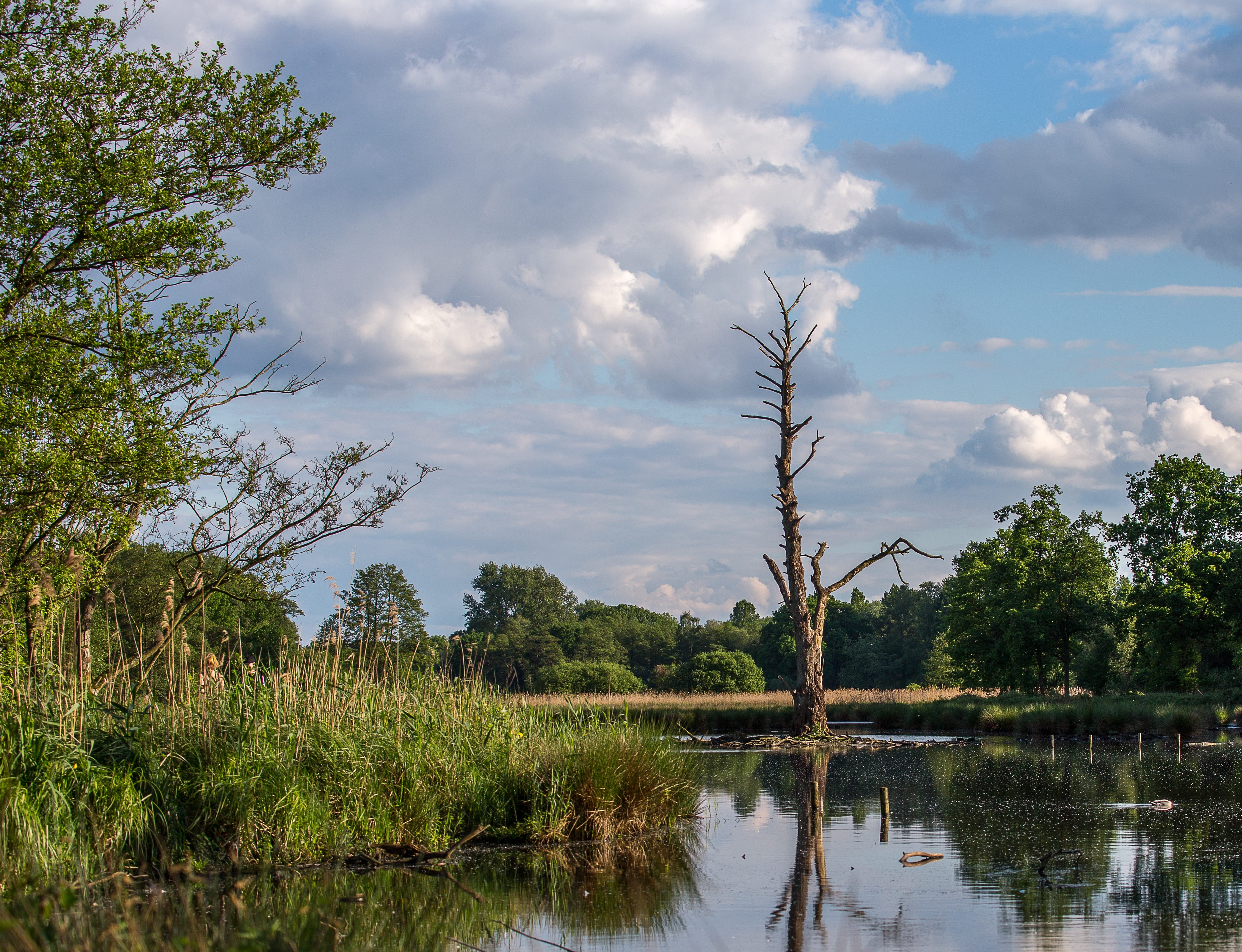 waters, nature, reflection, tree, plant, sky, cloud - sky, tranquility