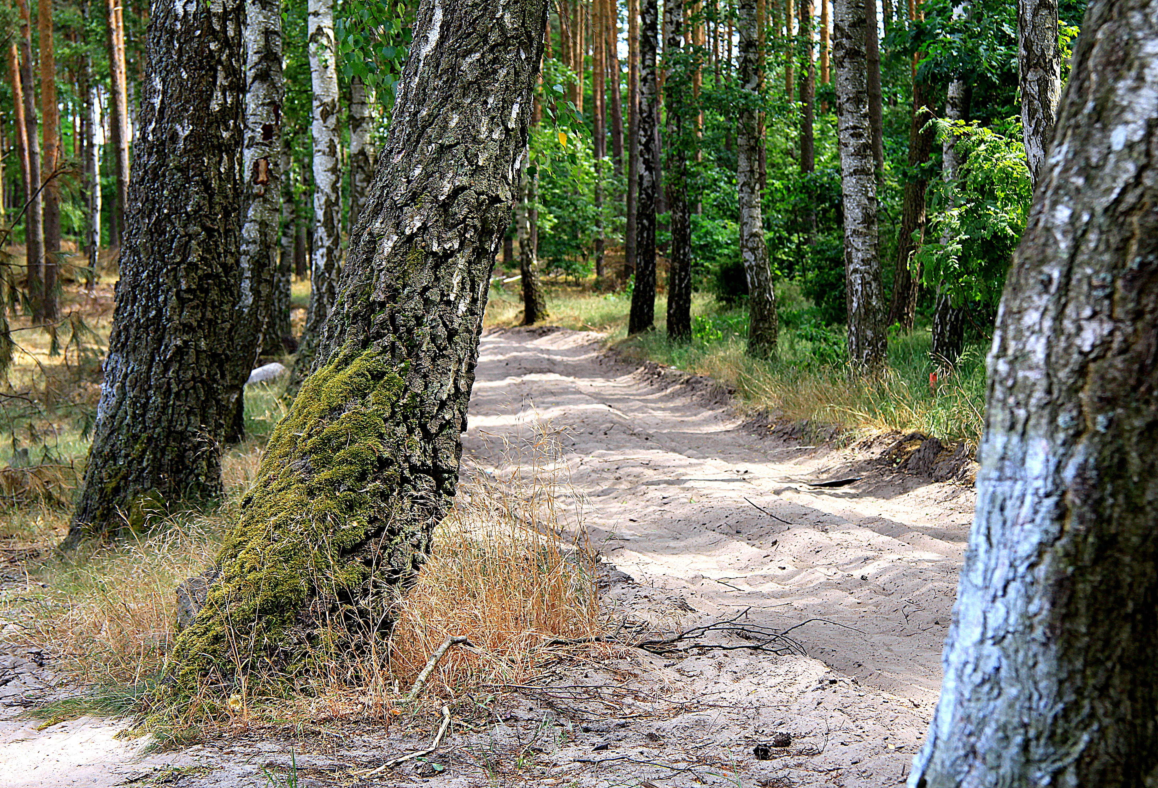 forest, forest road, the path, tree, trail, plant, land, tree trunk