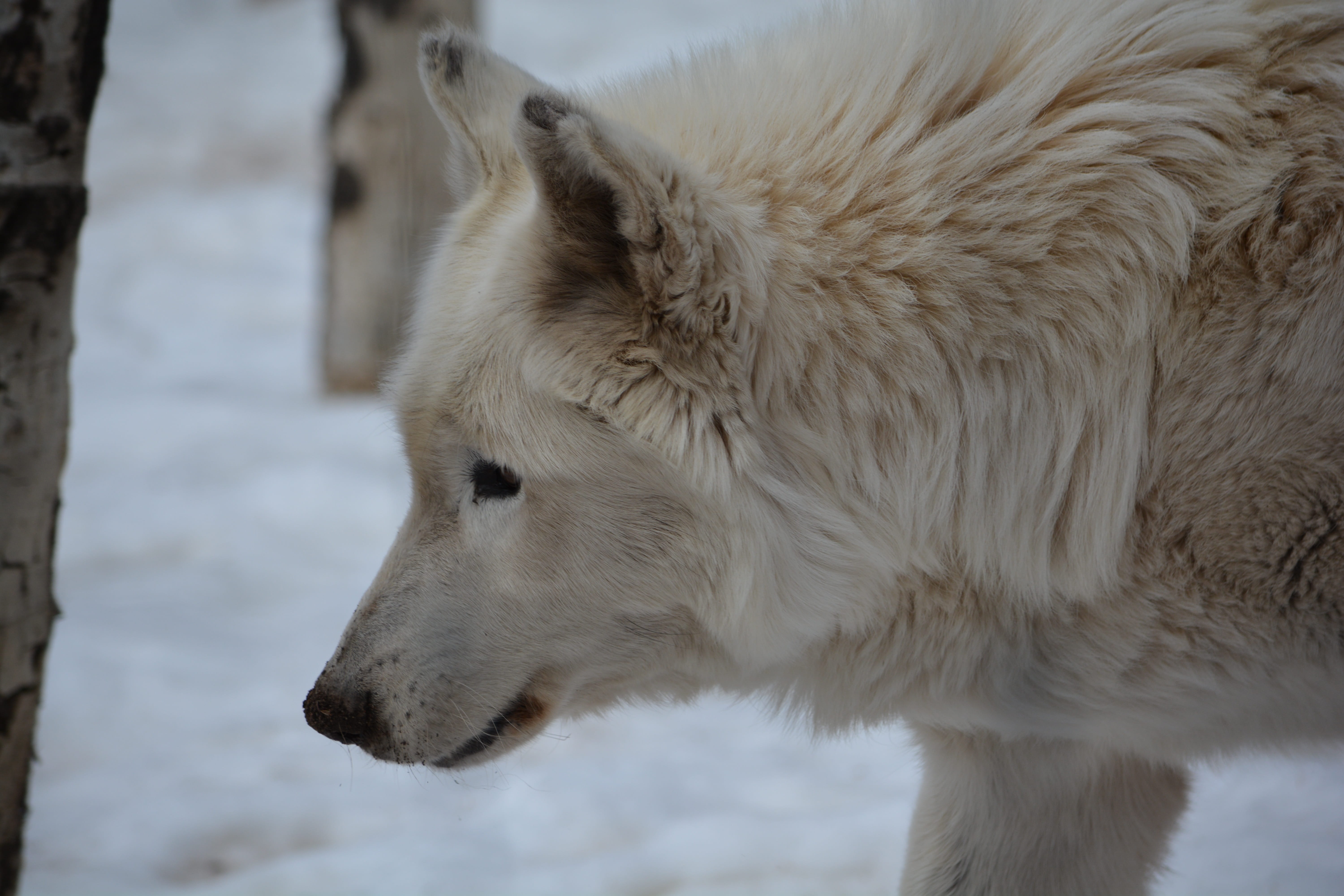 white fox on white surface, Wolf, Snow, Profile, Outside, winter