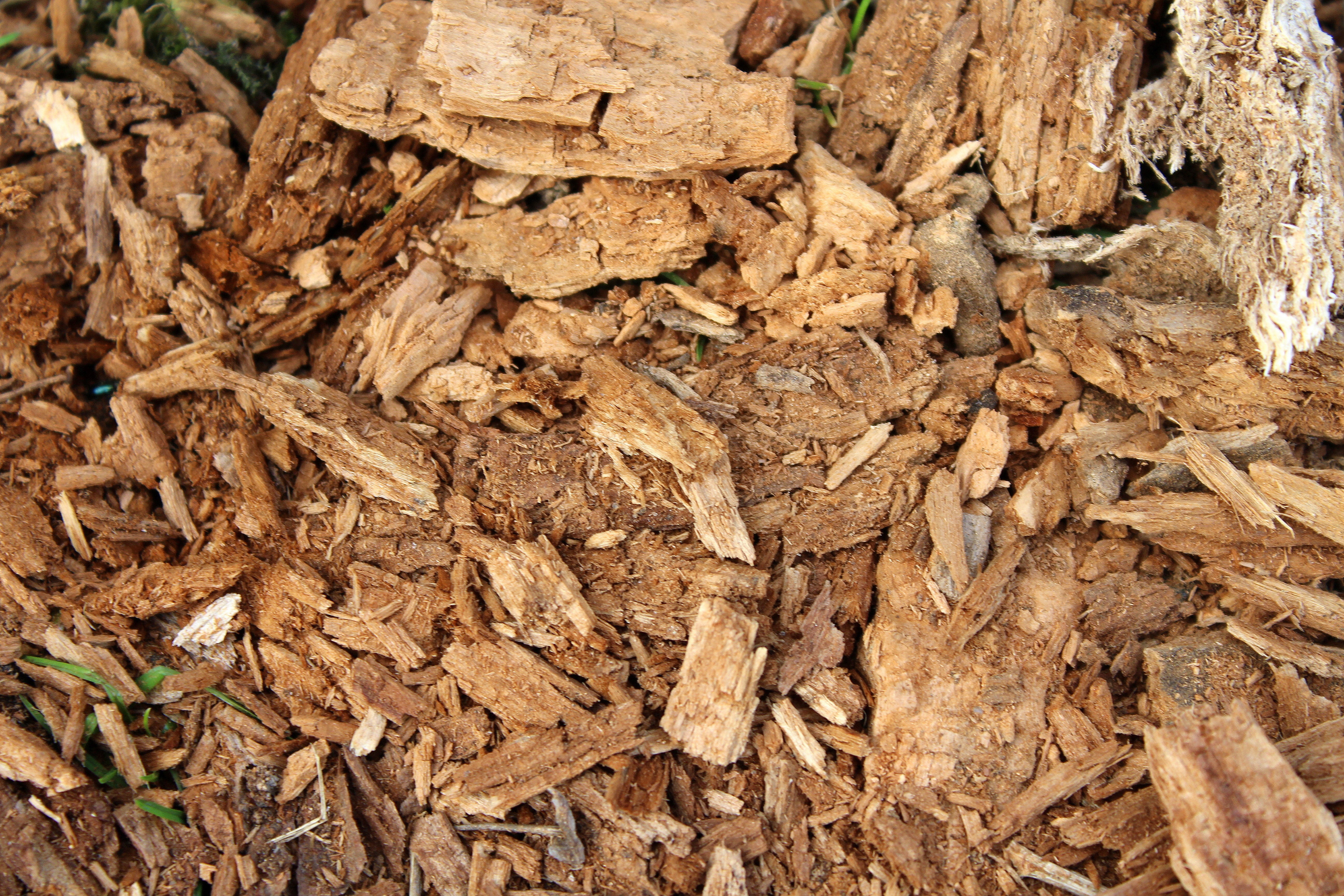 dry, batch, nature, wood, rotten, tree, texture, background