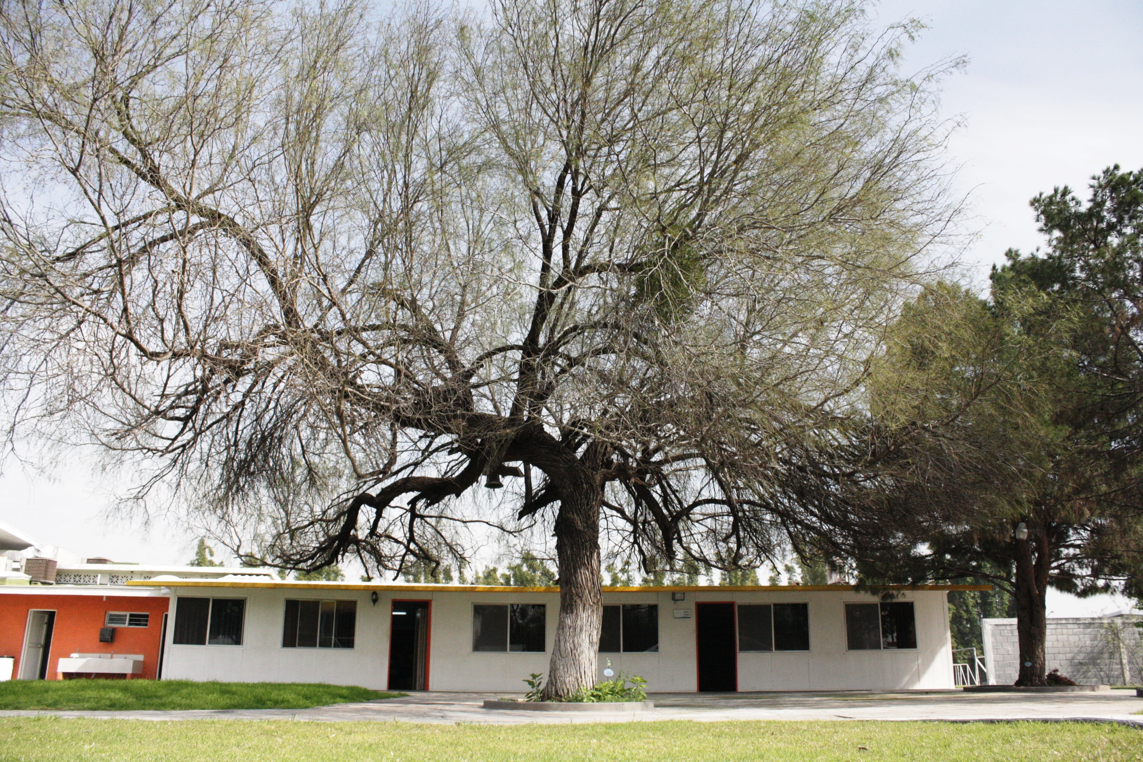 tree, large, dry, white, trunk, sky, ceiling, house, architecture