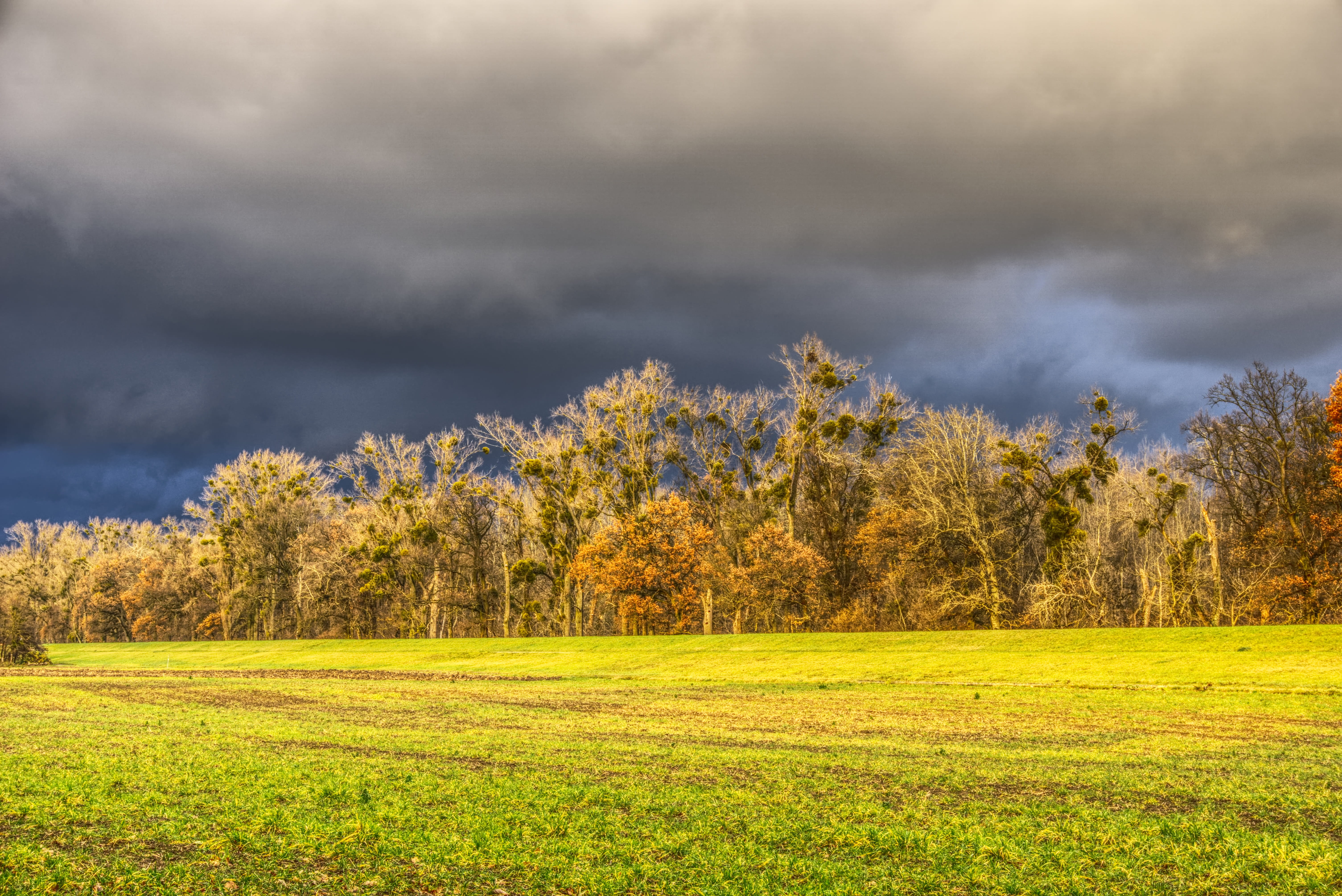 trees, canopy, meadow, green, sunlight, abendstimmung, twilight