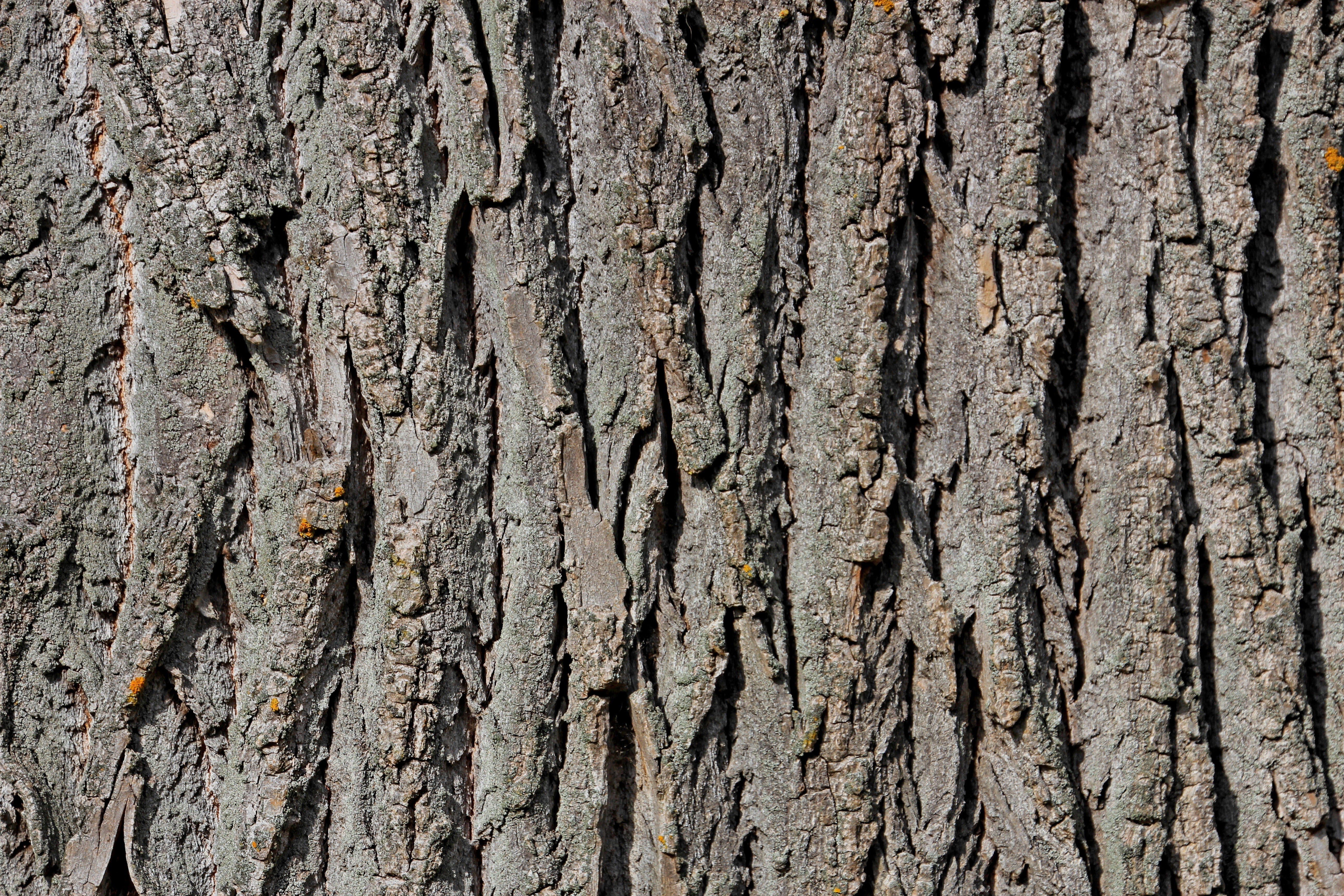 tree bark, wood, structure, nature, log, texture, pattern, background