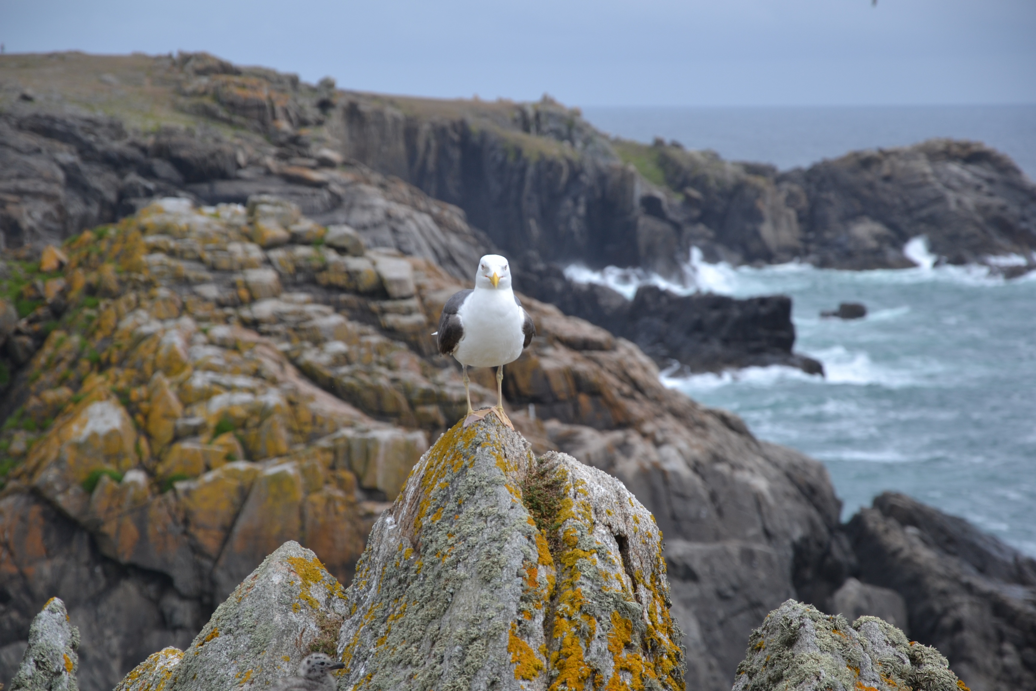 gull, sea, side, rocks, brittany, wild coast, solid, rock - object