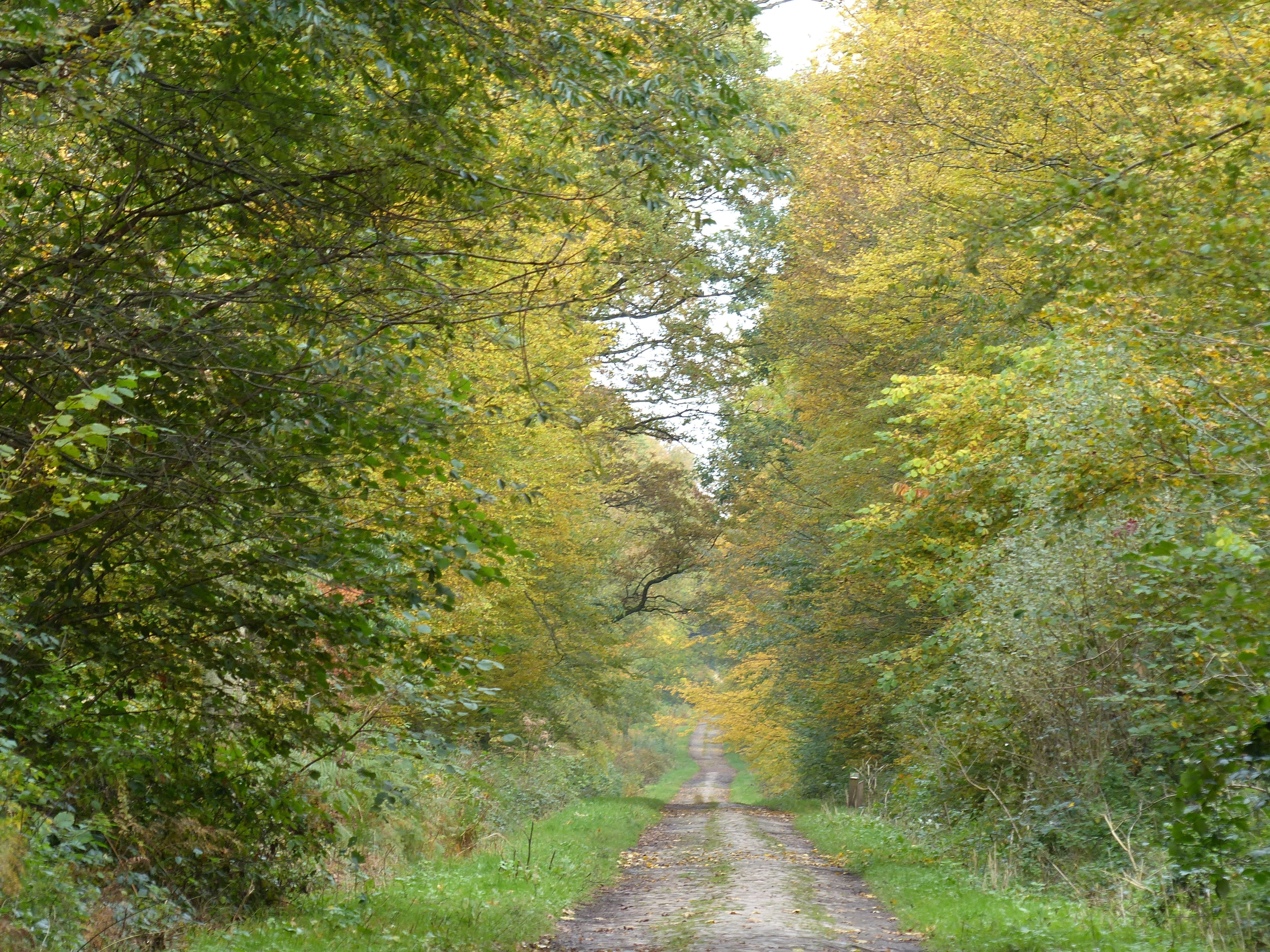 Forest, Path, Fall, Undergrowth, tree, nature, outdoors, footpath