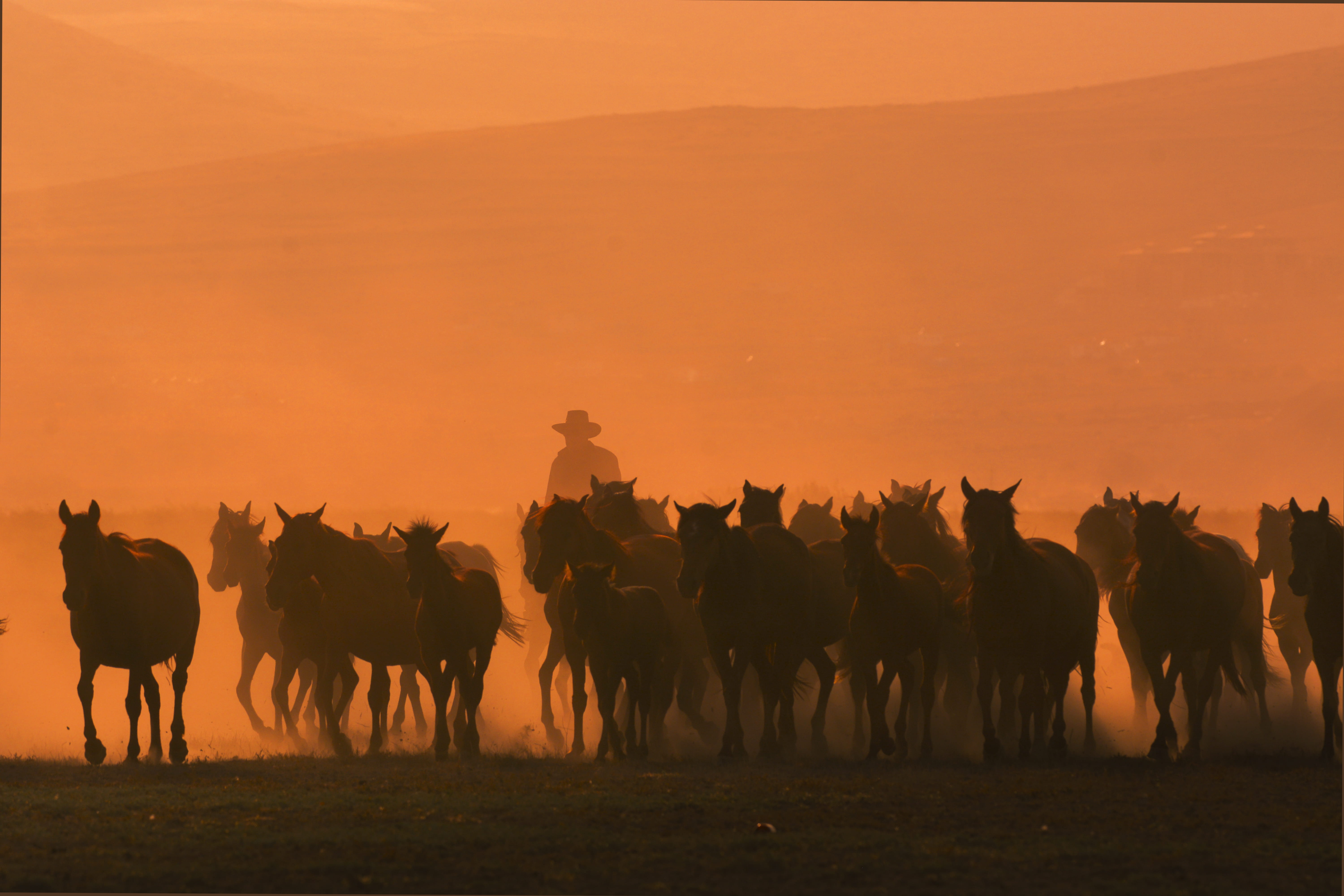 photo of galloping horses, herd, cowboy, sunset, sunrise, mammal