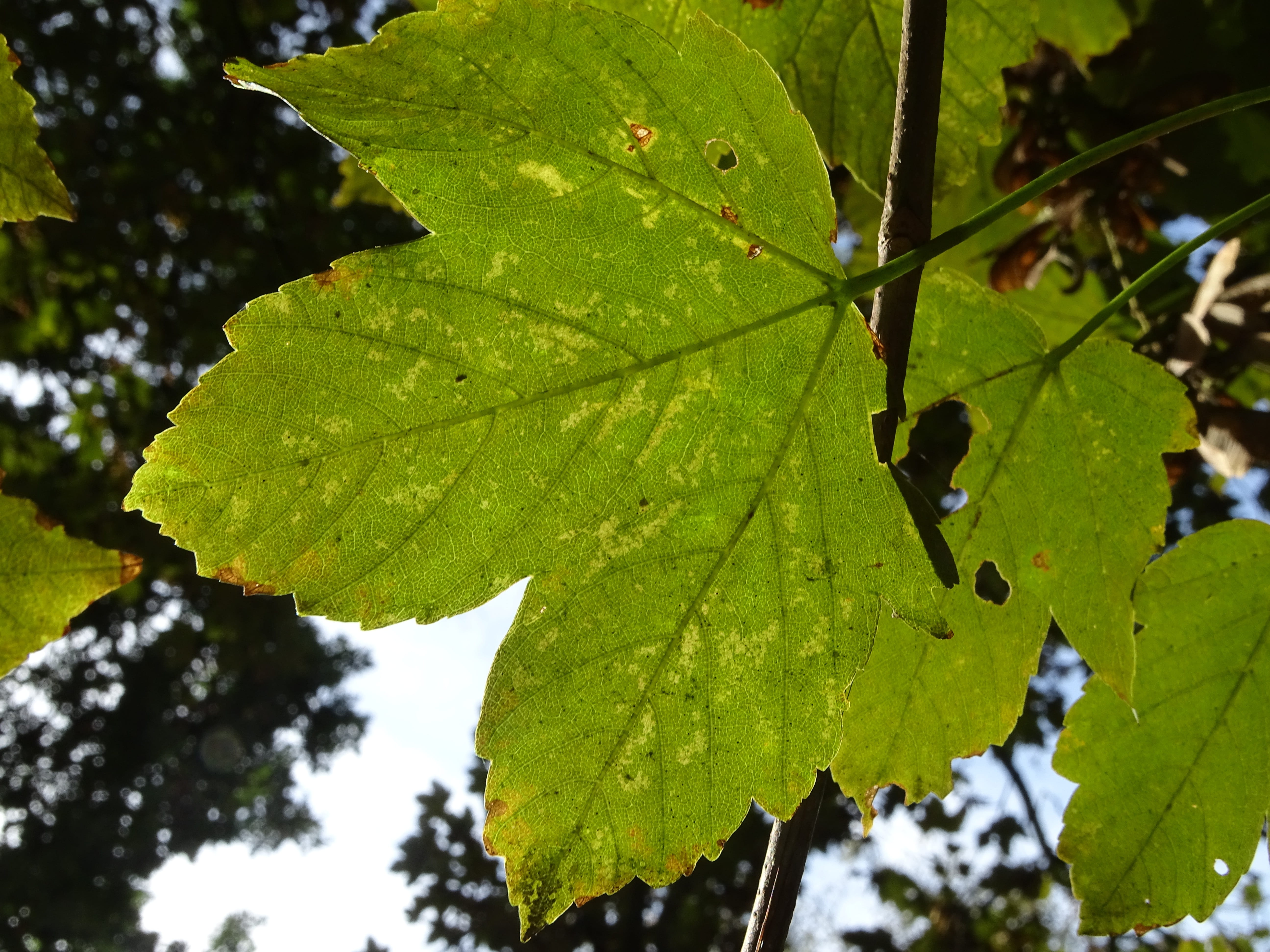 maple, leaf, tree, nature, light, fall, foliage, plant part