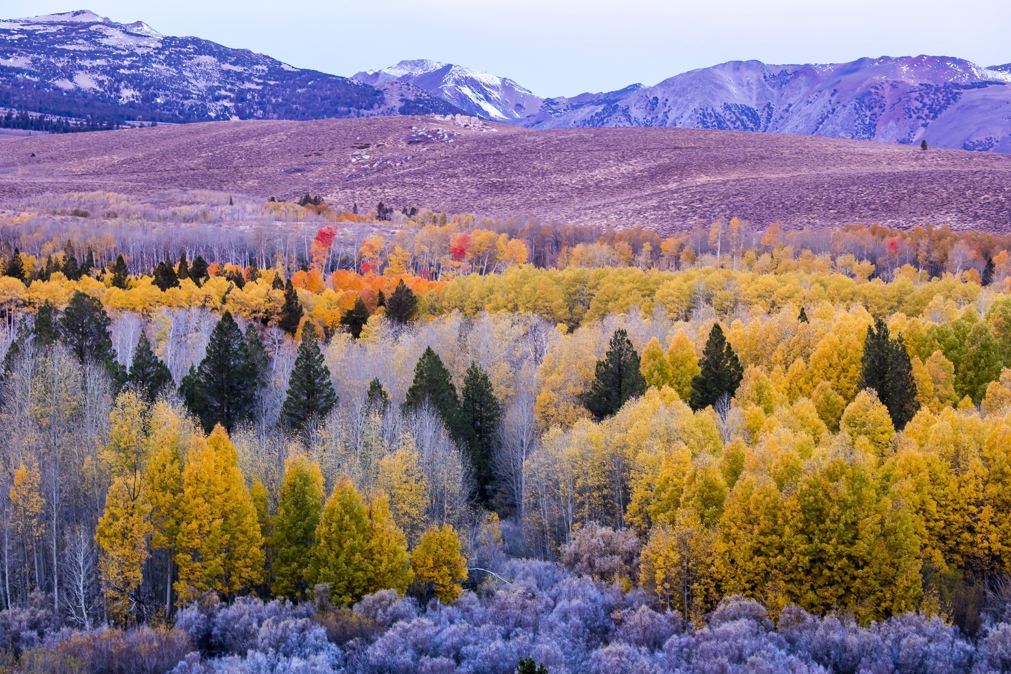 green and yellow trees, mountains, landscape, autumn, fall, leaves