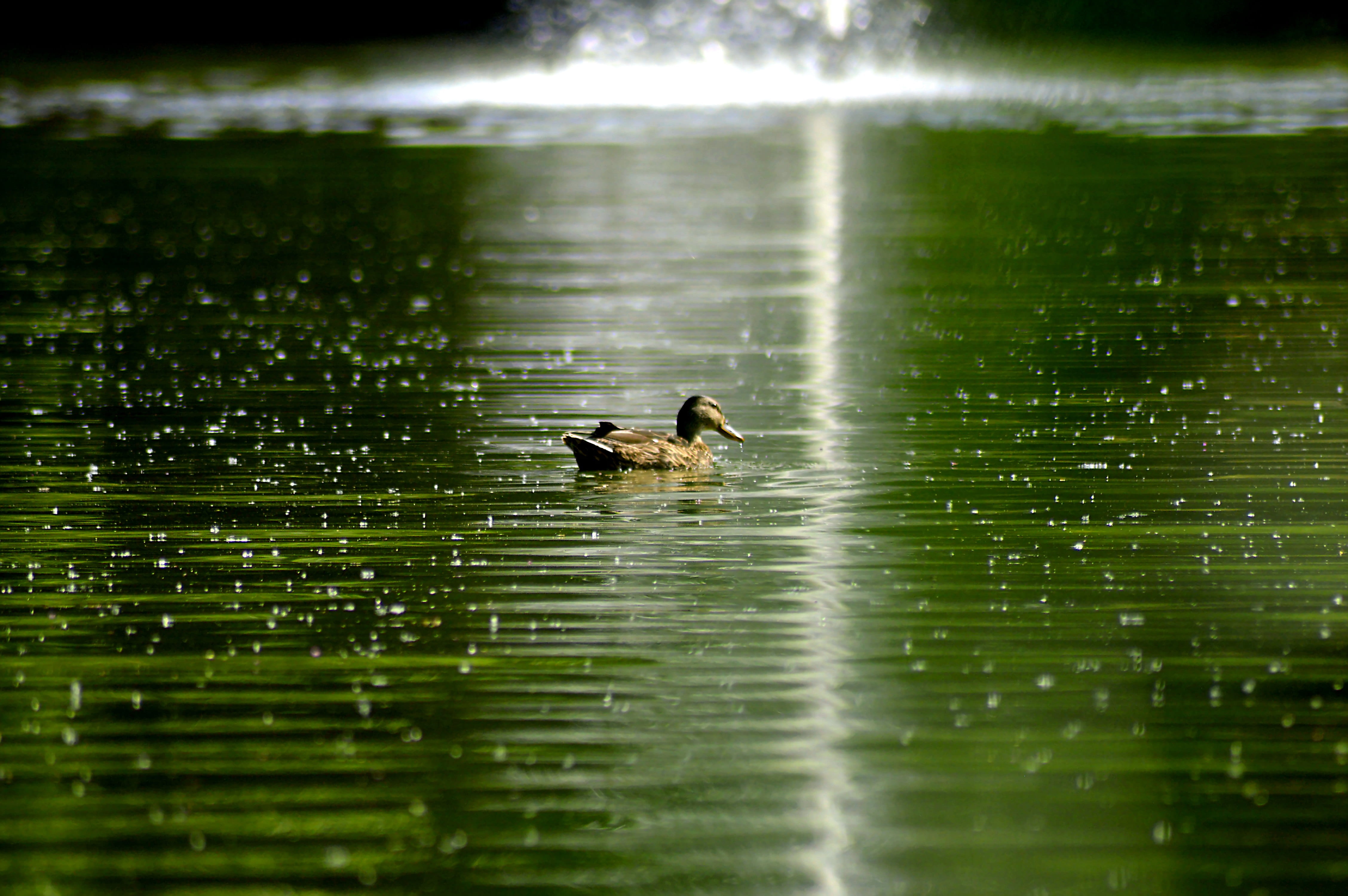light reflection, radiation diffusely scattered, approach, duck