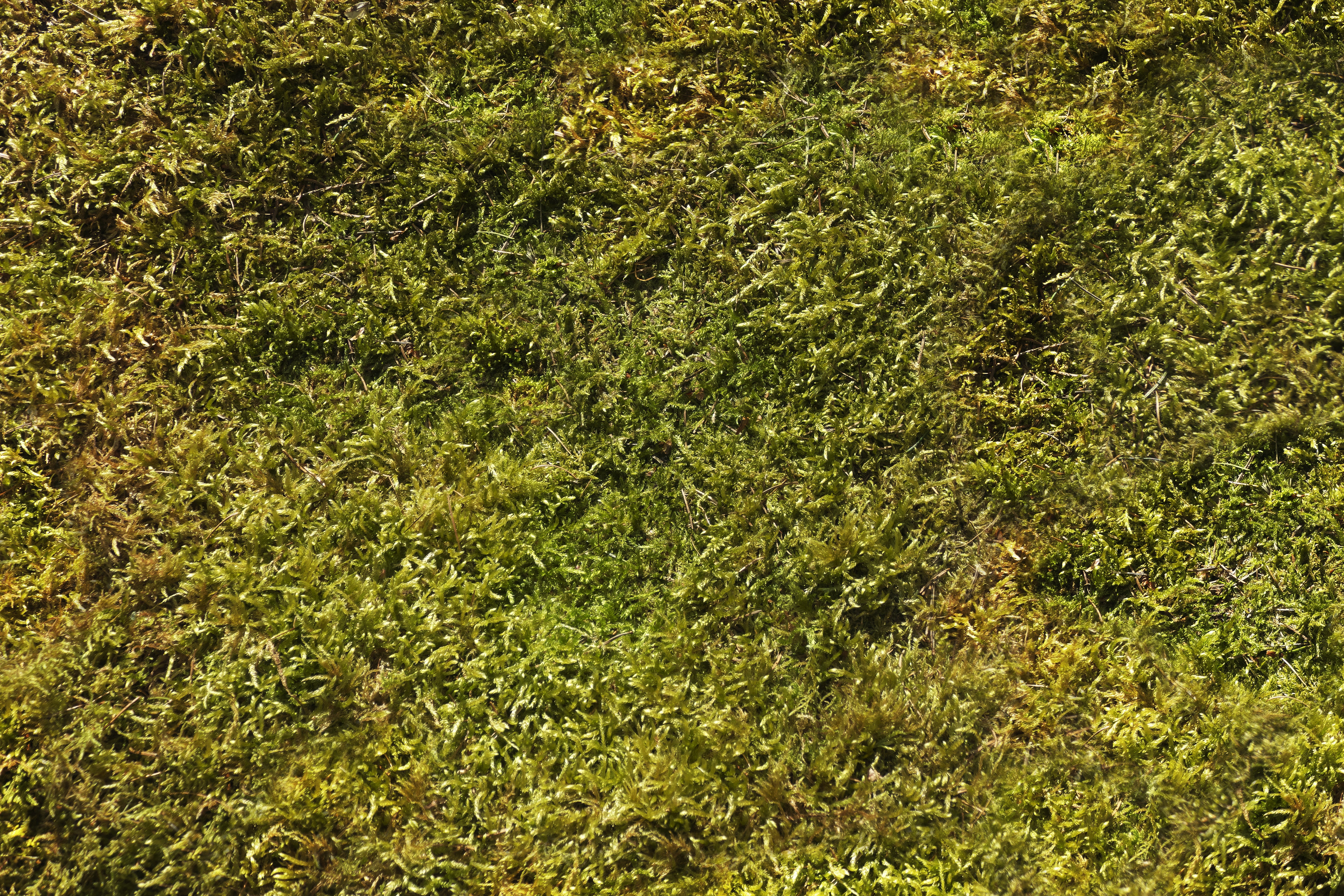 moss, background, nature, forest, background moss, pattern