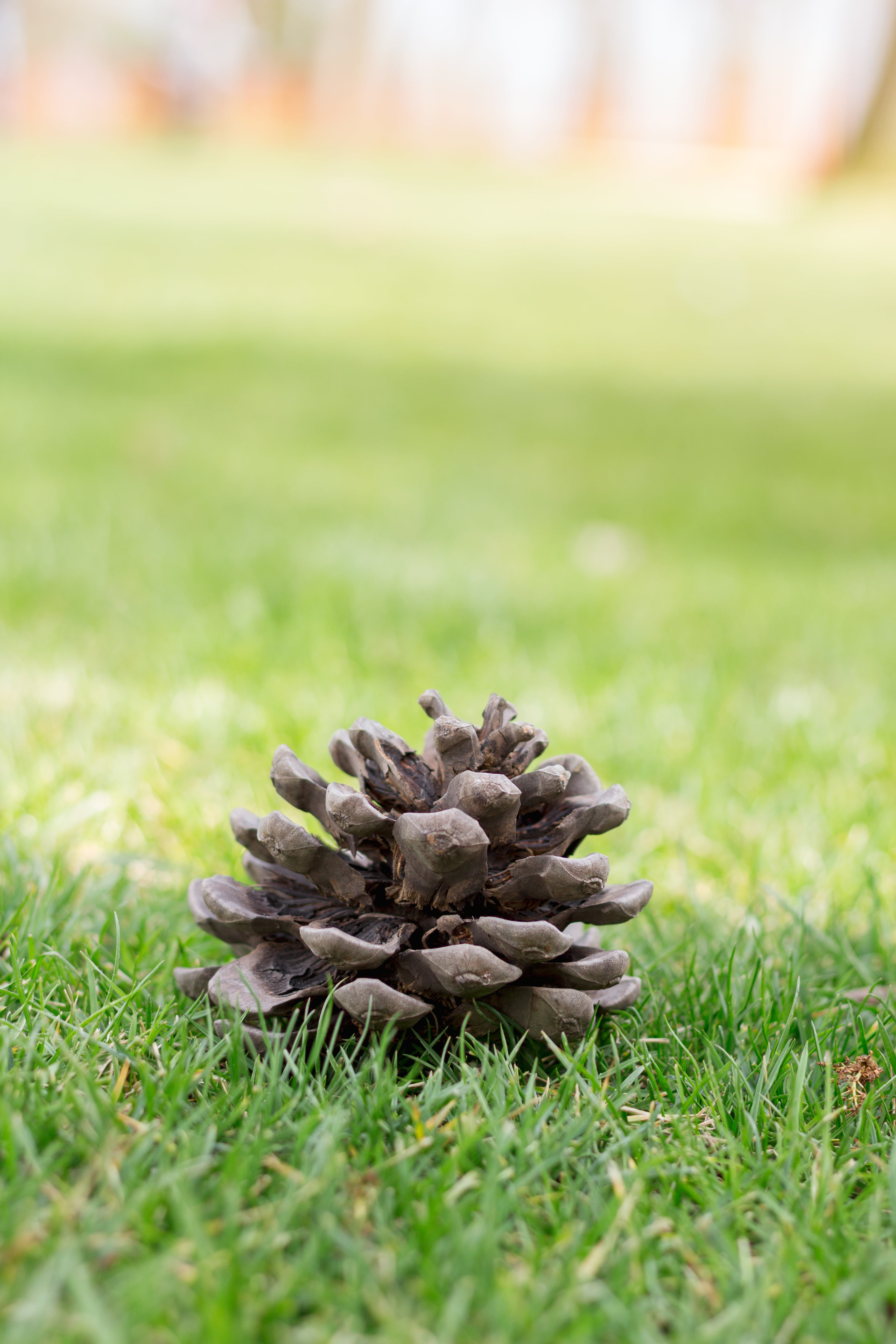 cone, pine, tree, nature, green, grass, park, spring, ate, light