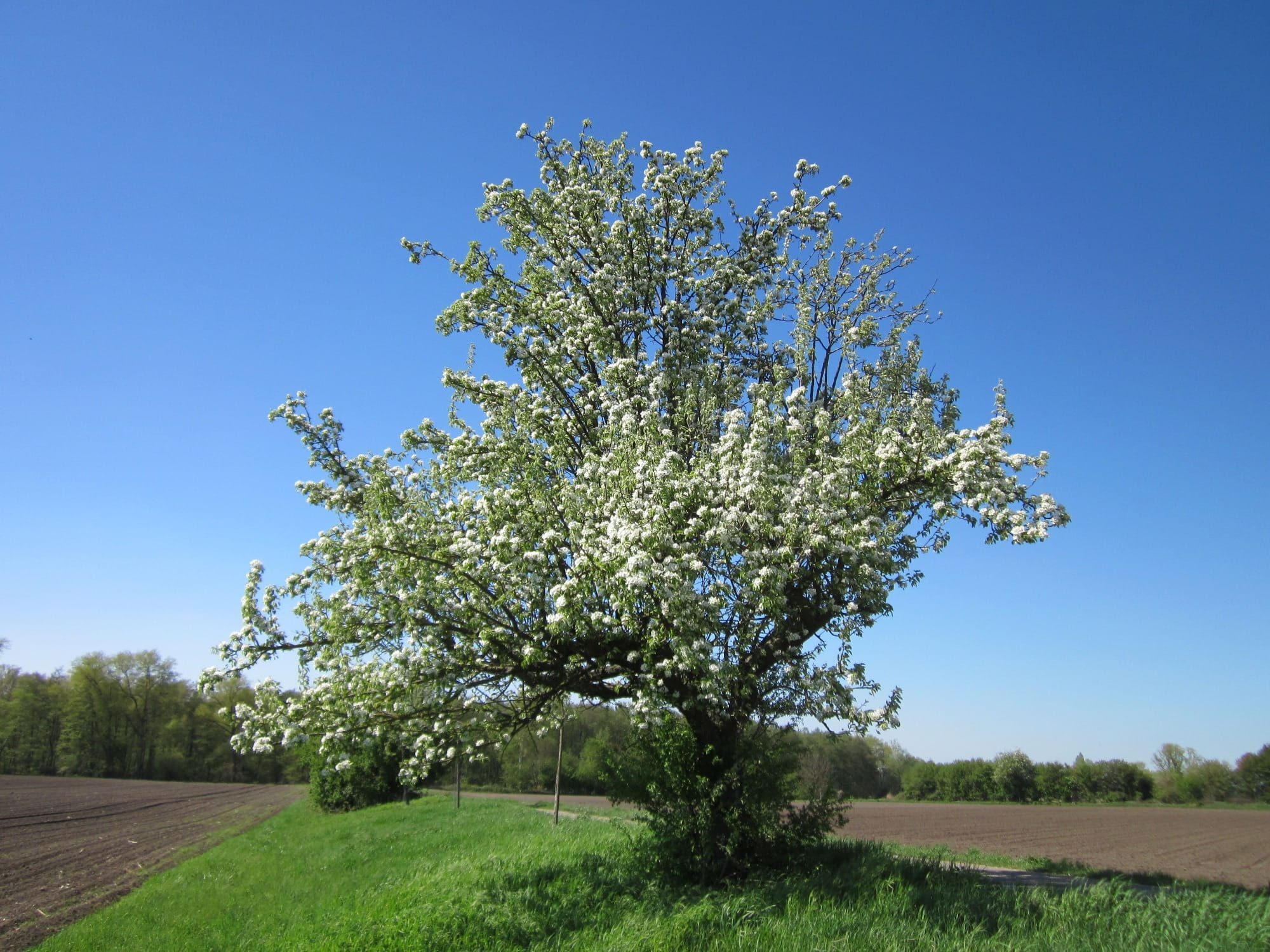 Germany, Tree, Clouds, trees, sky, nature, outside, spring