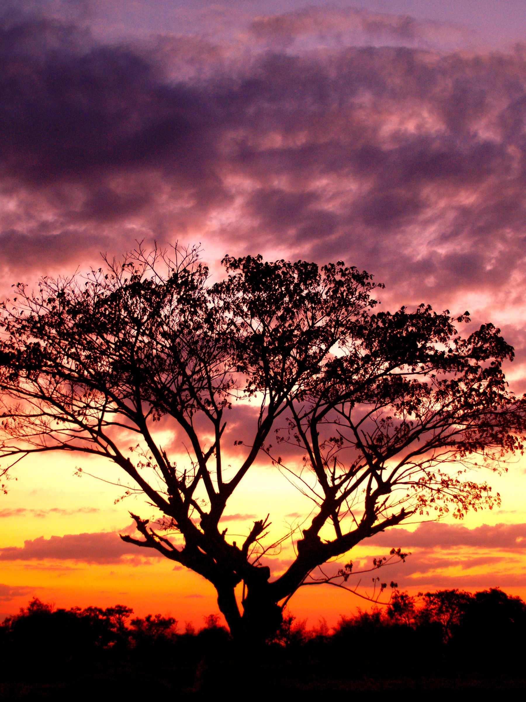 tree, tree isolated, tree branch, tree silhouette black, forest silhouette