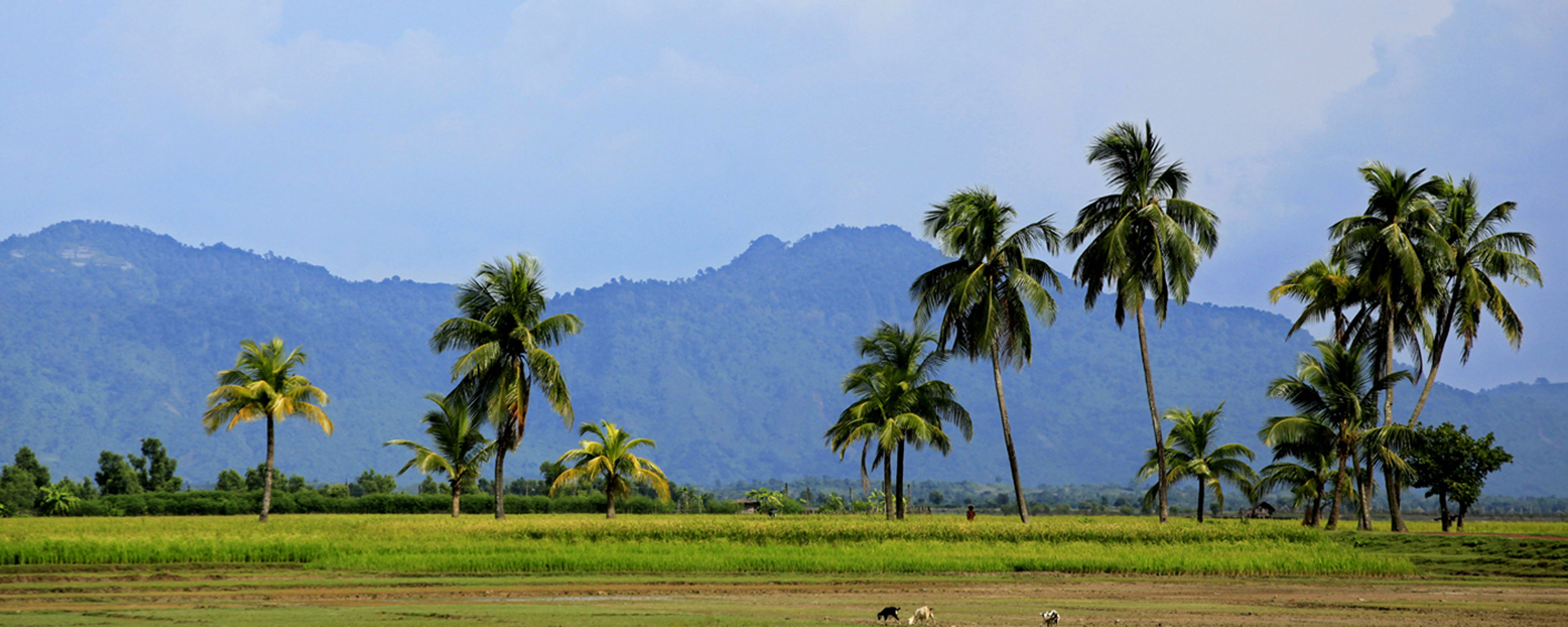 bangladesh, landscape, nature, tree, plant, scenics - nature