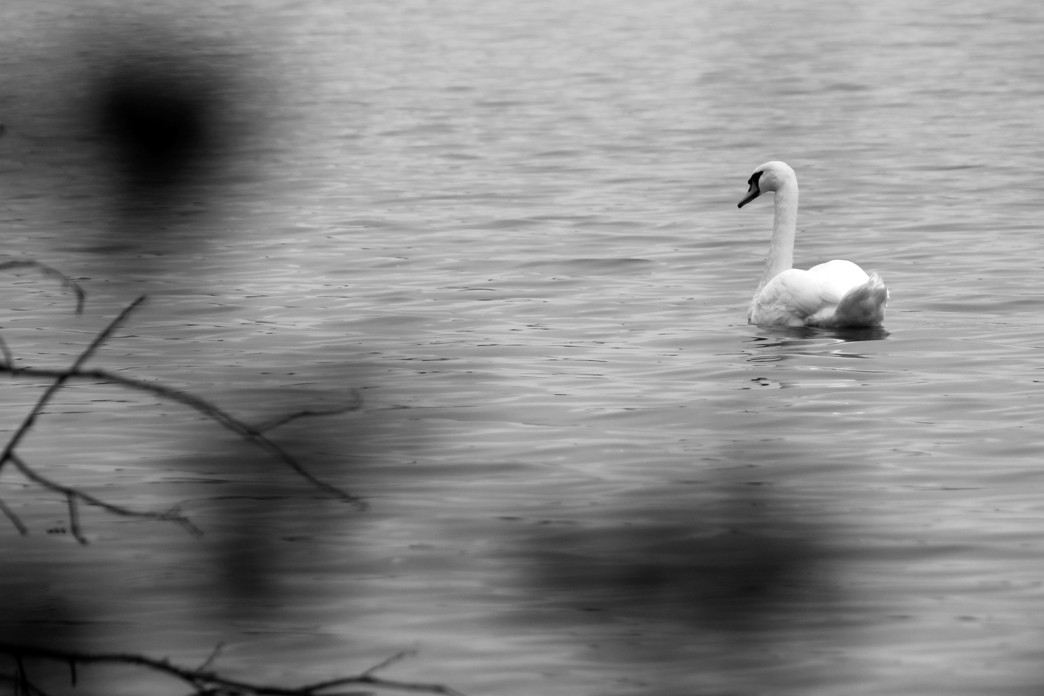 swan, tree, water, surface, reflection, river, trees, nature