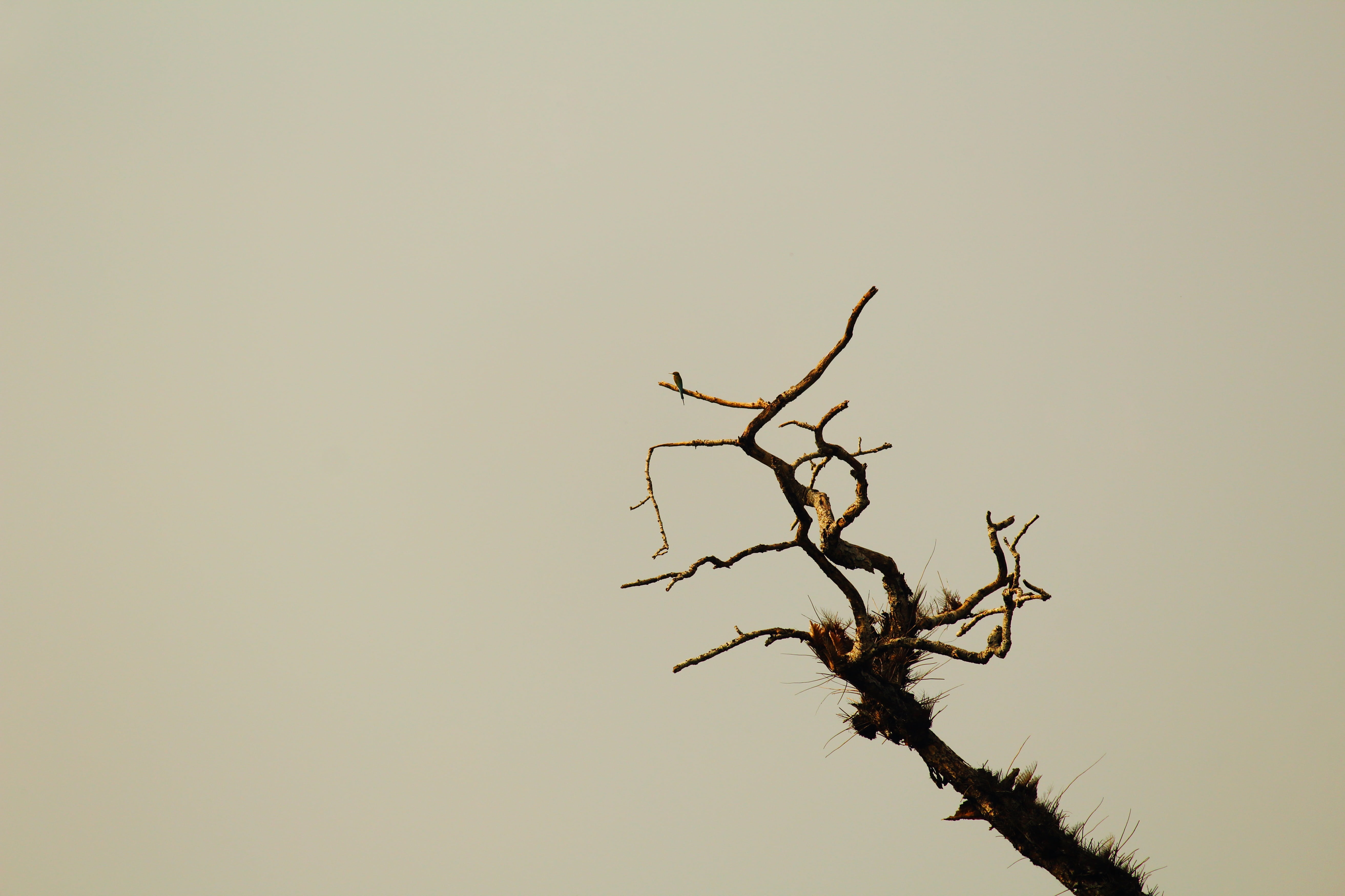 branch, dead tree, nature, solitude, dried, plant, bare tree