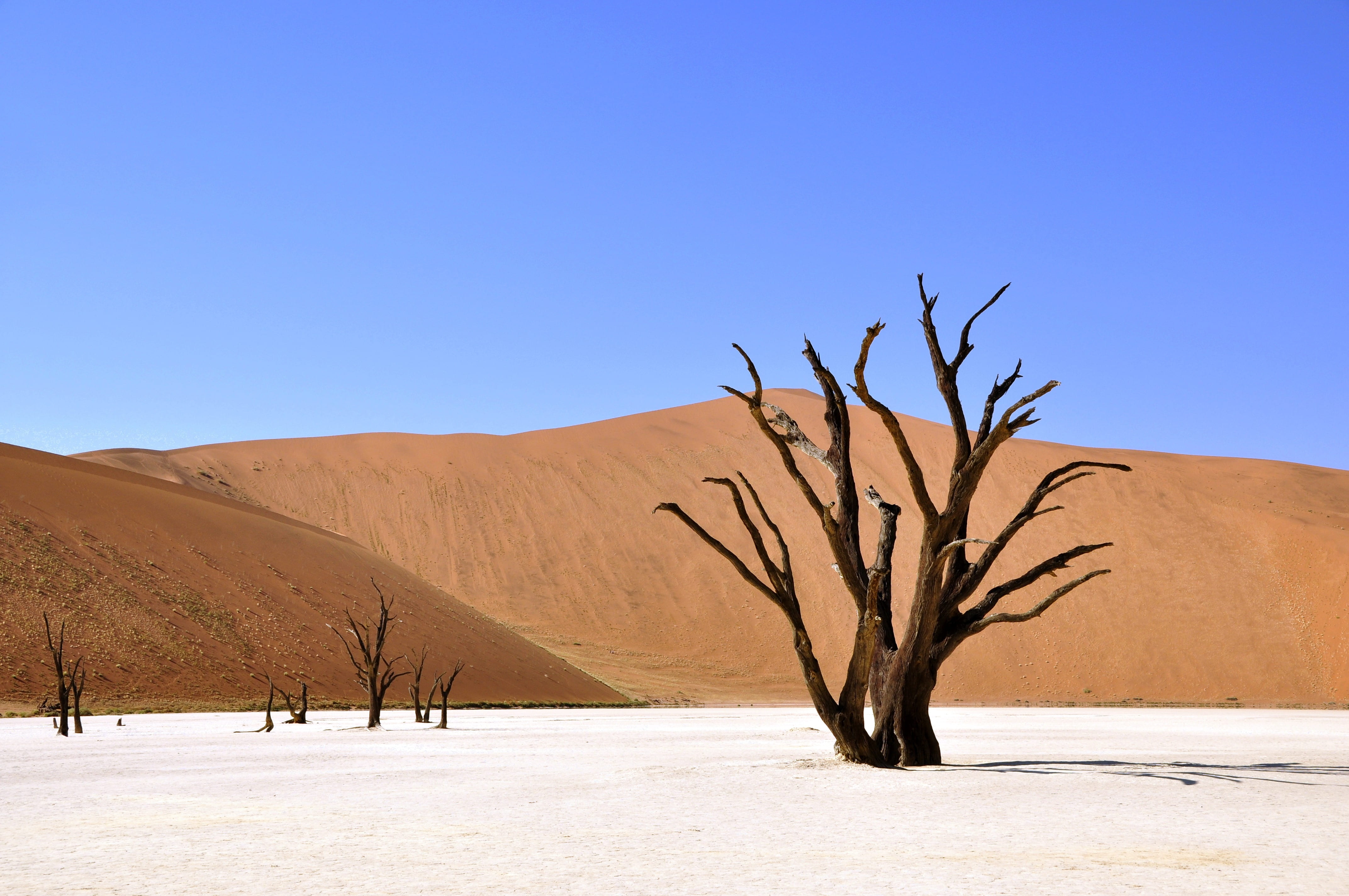 tree on white sand during daytime, desert, namibia, dead vlei