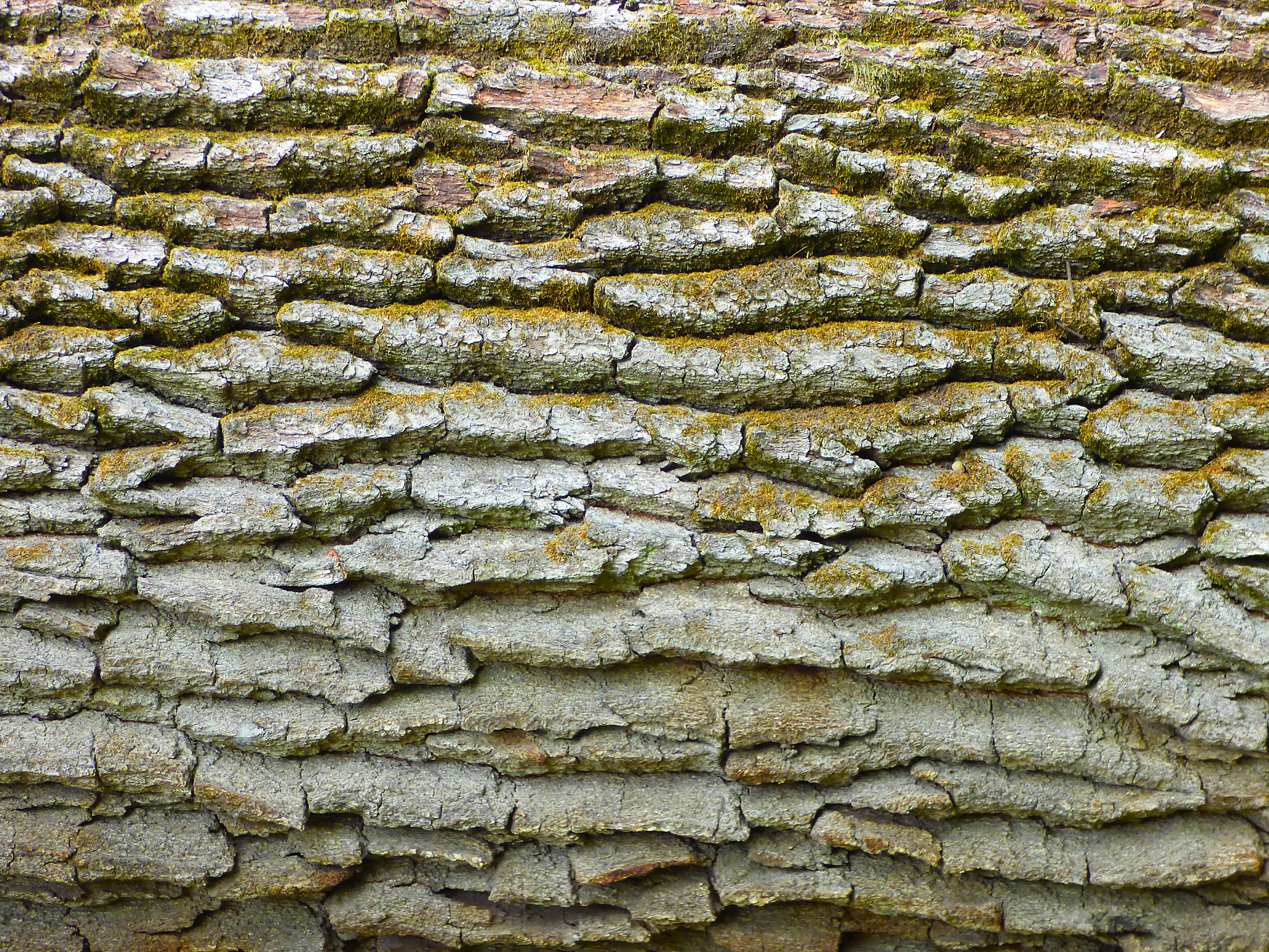 bark, nature tree trunk, pattern, moss, structure, full frame