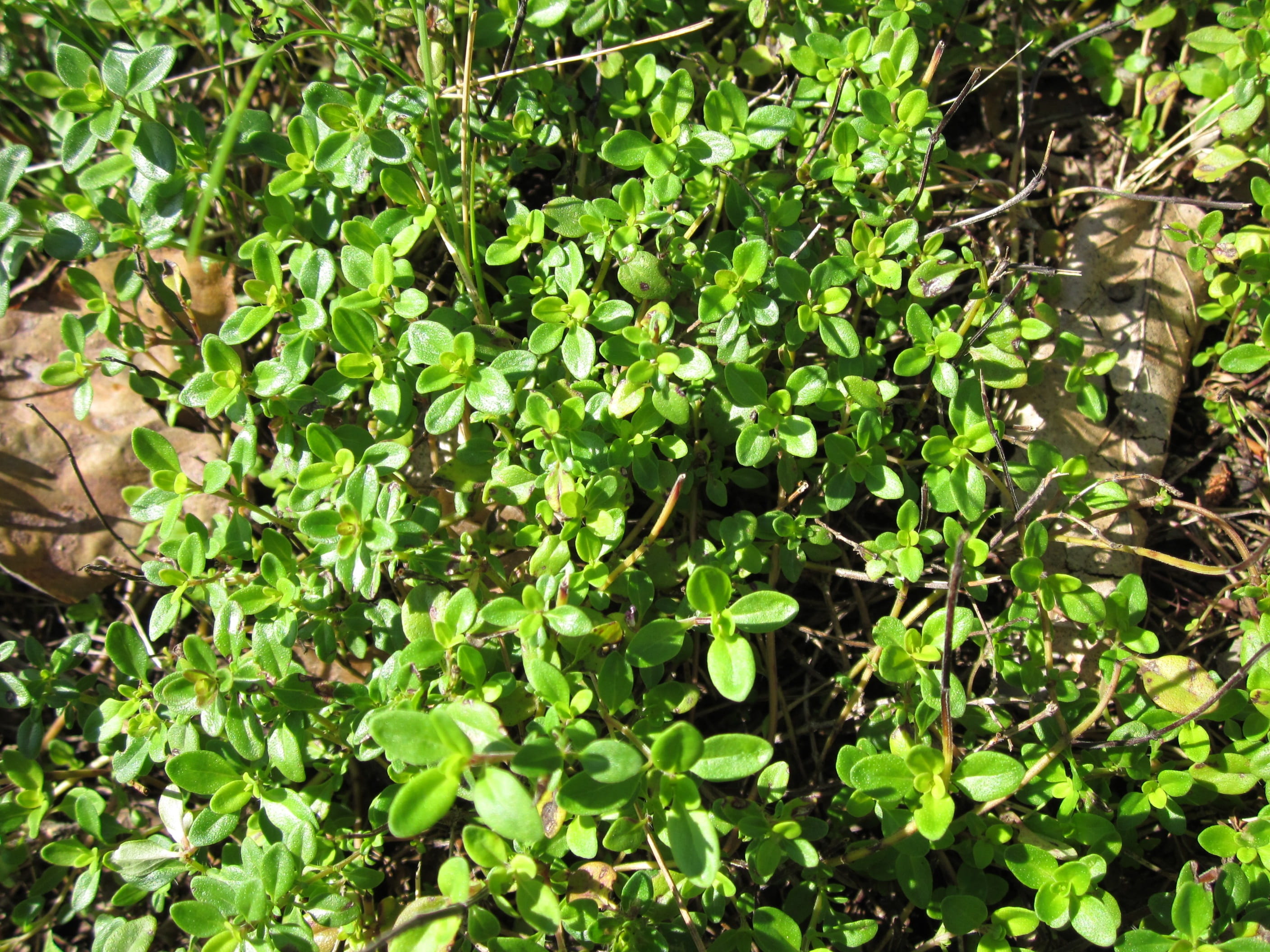 Thymus Pulegioides, Broad-Leaved Thyme, lemon thyme, flora, botany