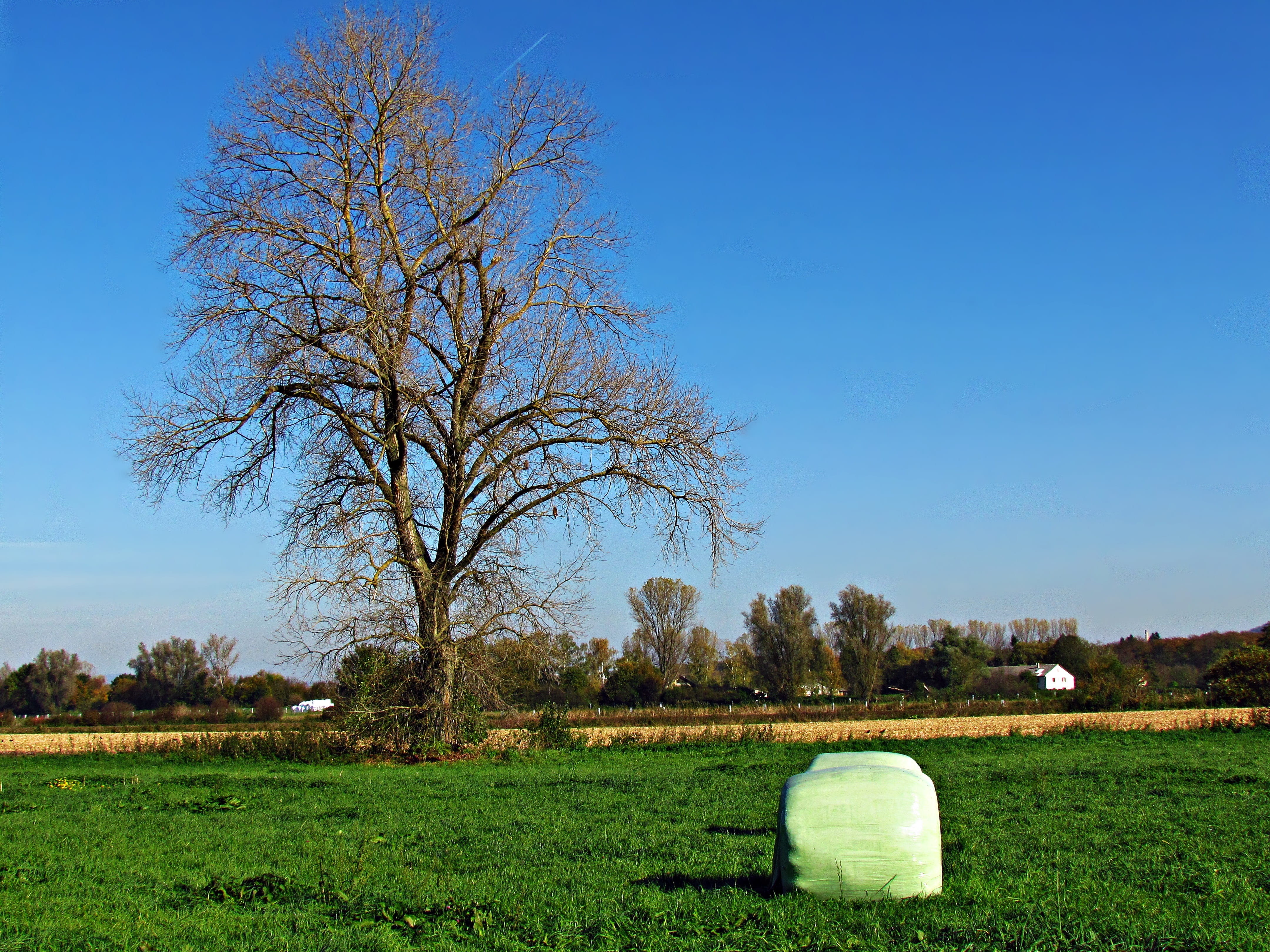 field, meadow, tree, nature, spring, landscape, green, sky
