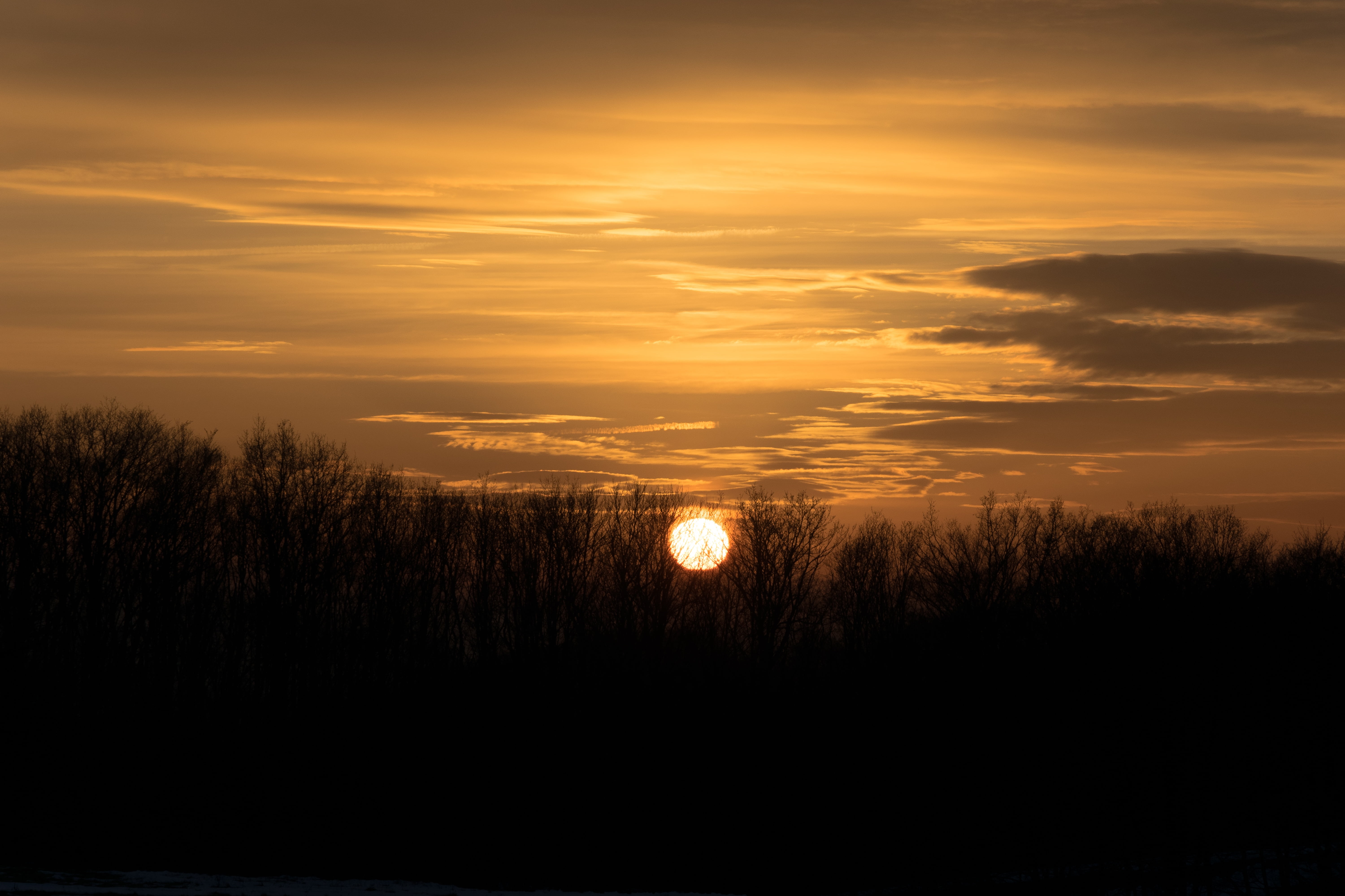 sunset, forest, trees, orange, sky, mood, back light, cloud - sky