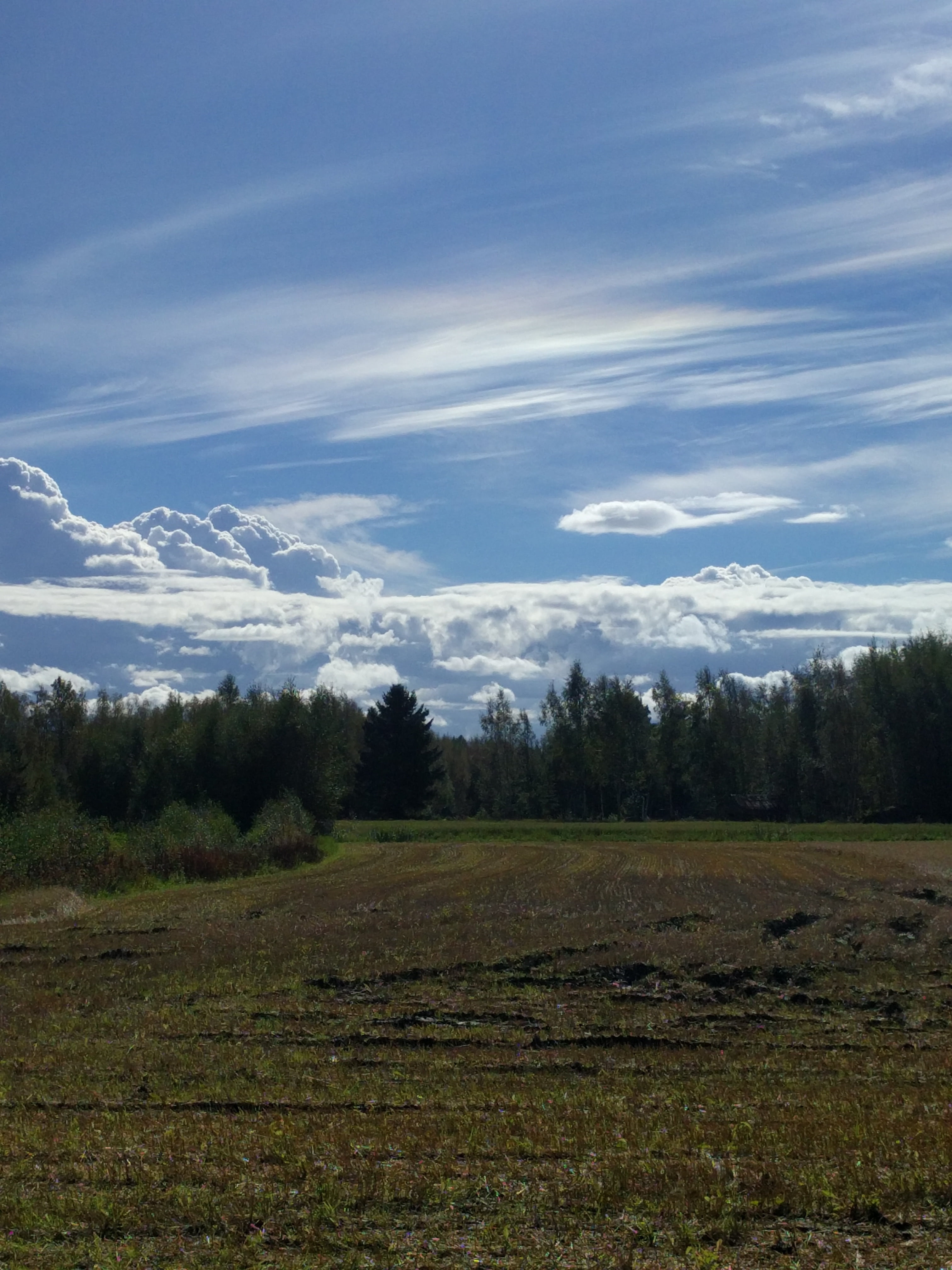 cloud, himmel, blue sky, go, forest, tranquil scene, tranquility