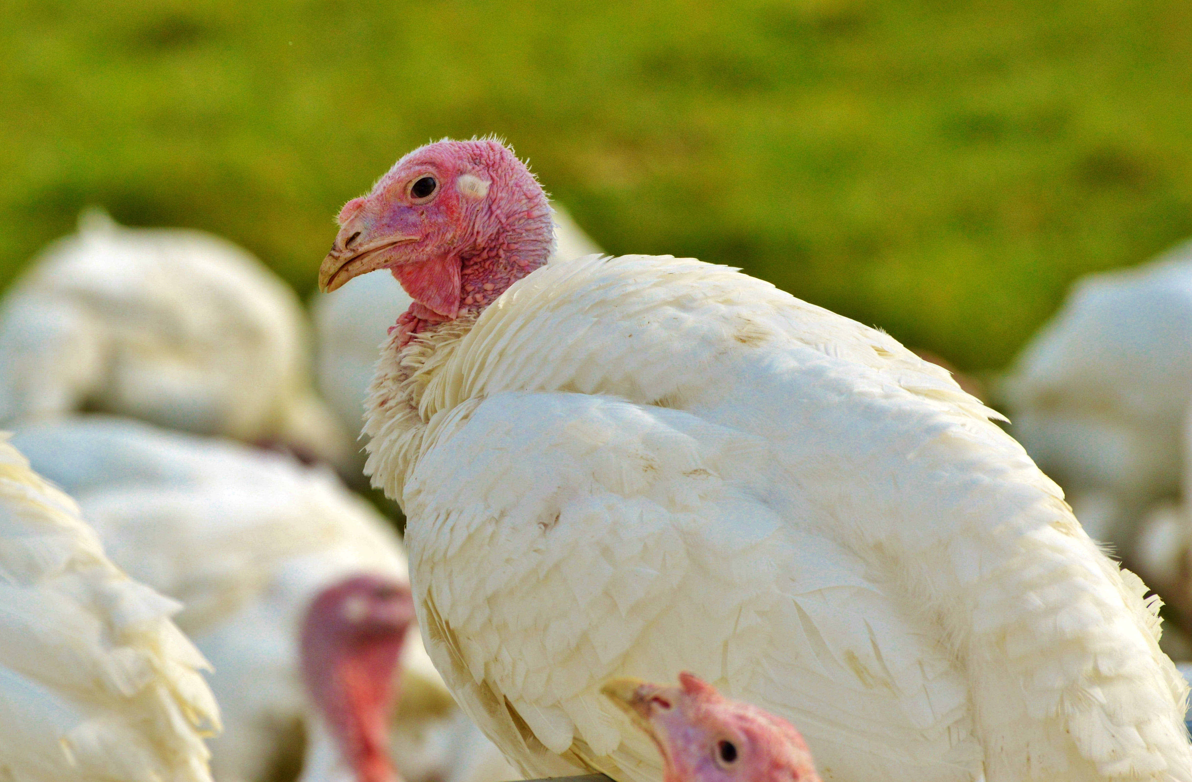 turkeys, birds, plumage, poultry, range, poultry farm, bald head
