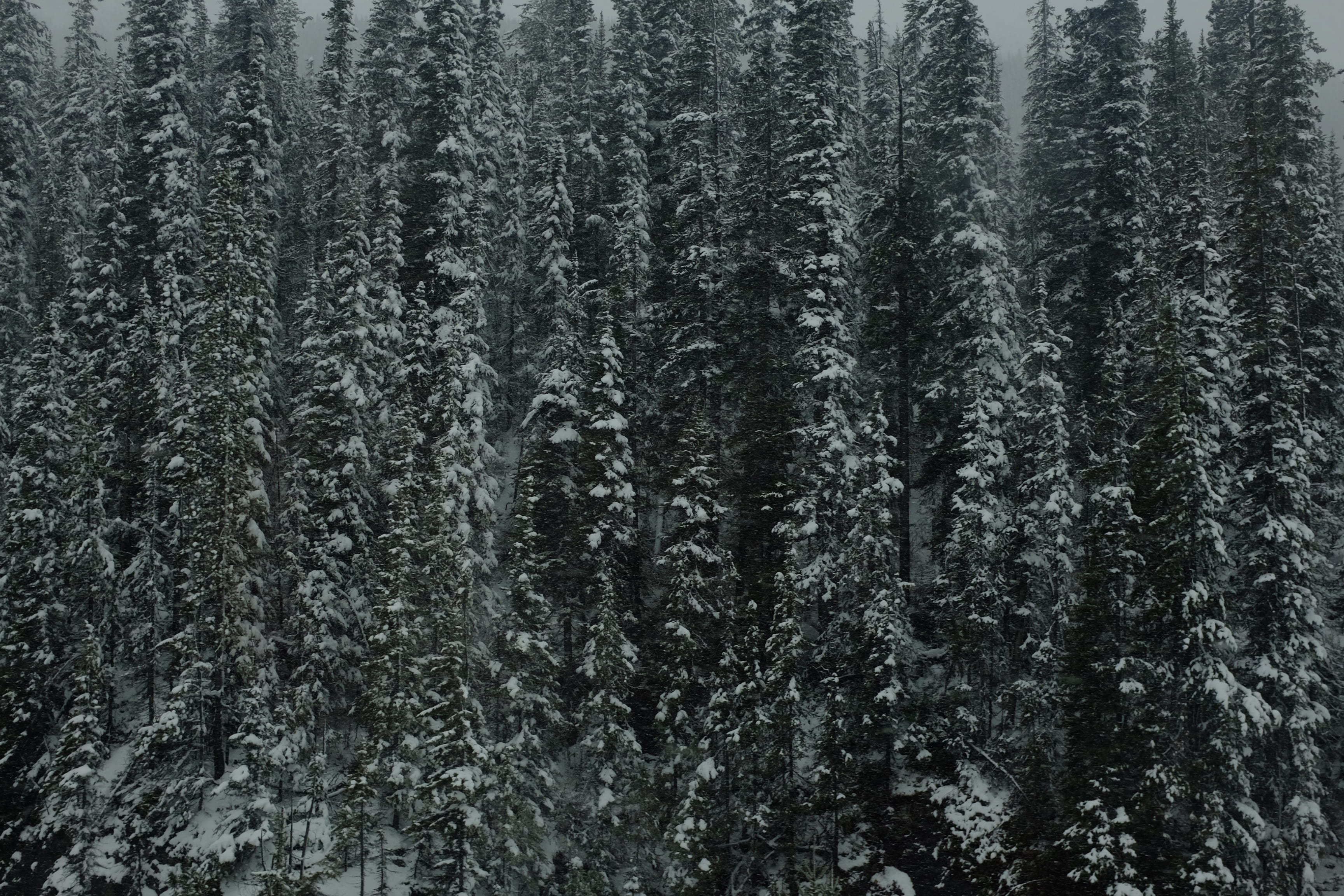 snow-covered pine tree at daytime, pine trees forest, winter