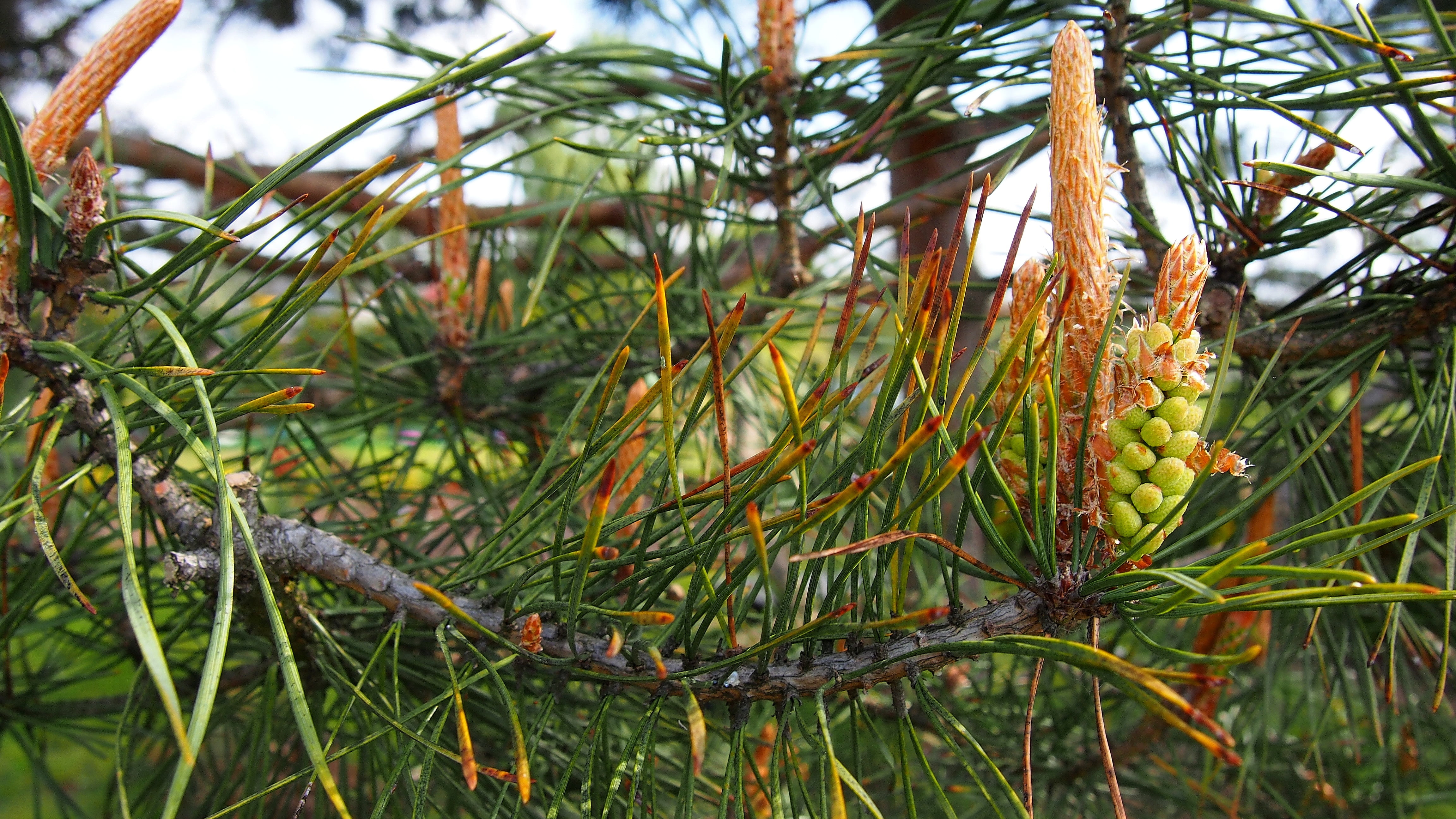 pine, pine cone, development, nature, conifer, pine needles