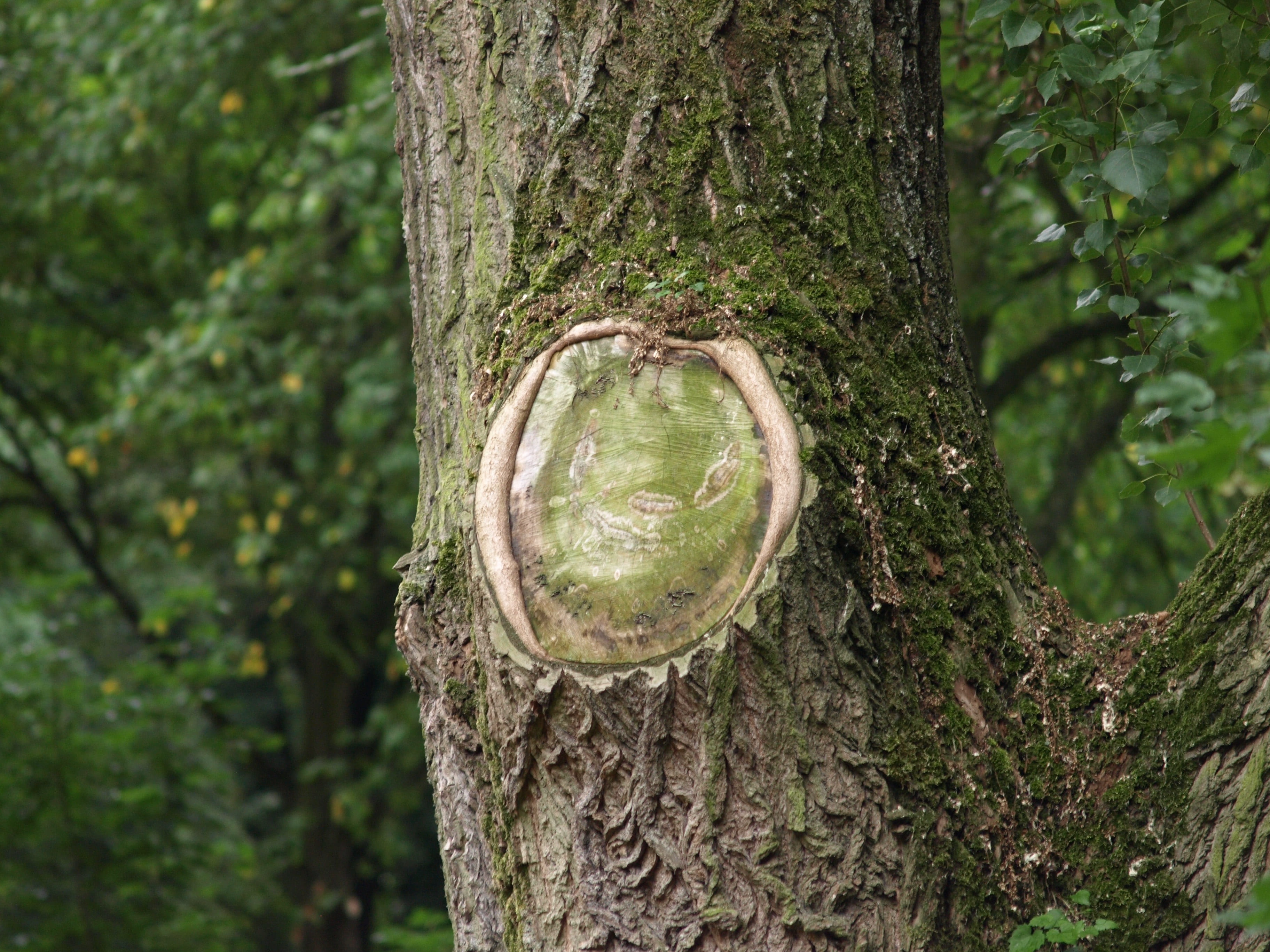 tree, nature, old tree, log, big tree, plant, tree trunk, forest