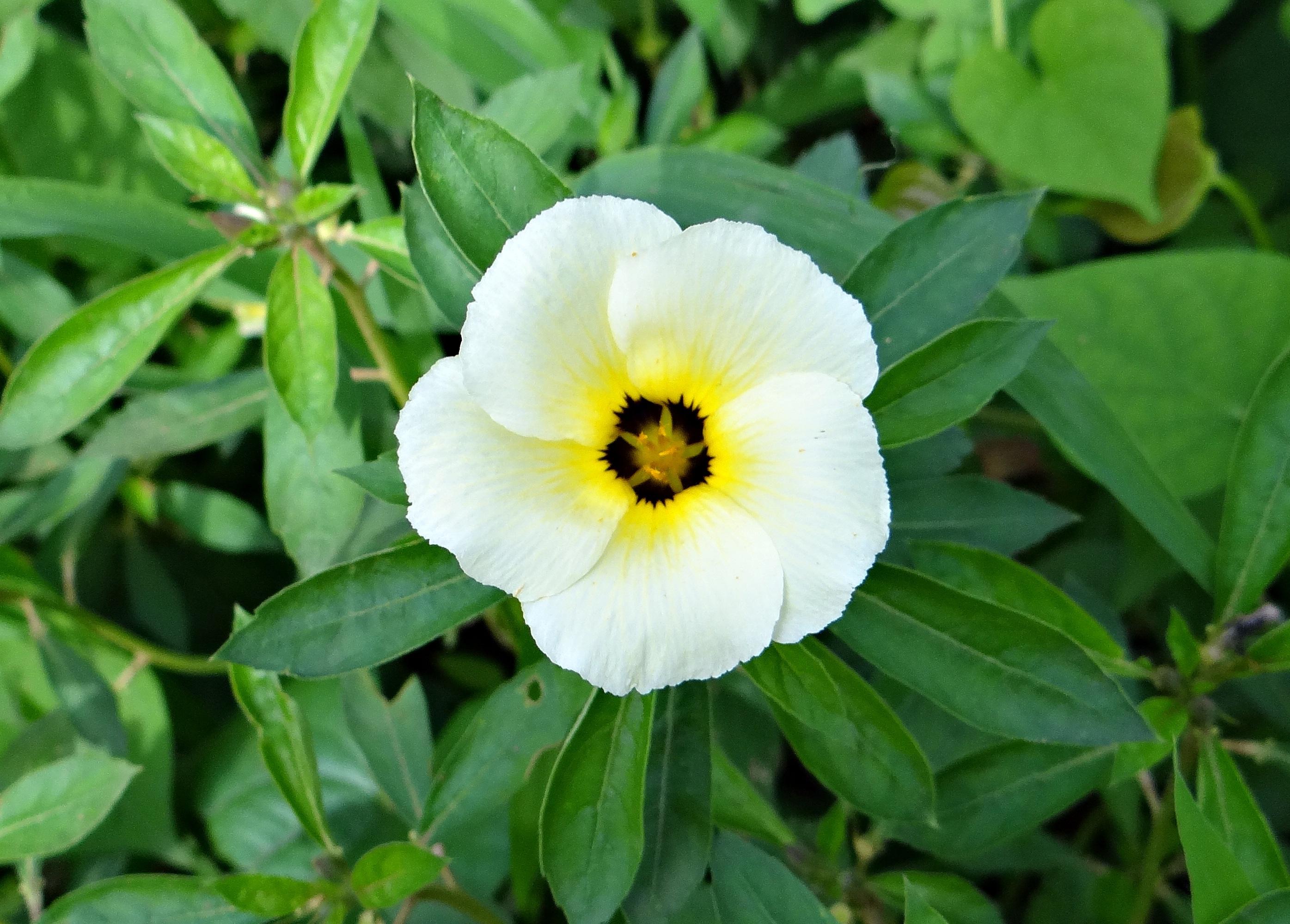 white alder, politician's flower, white butter cup, turnera subulata