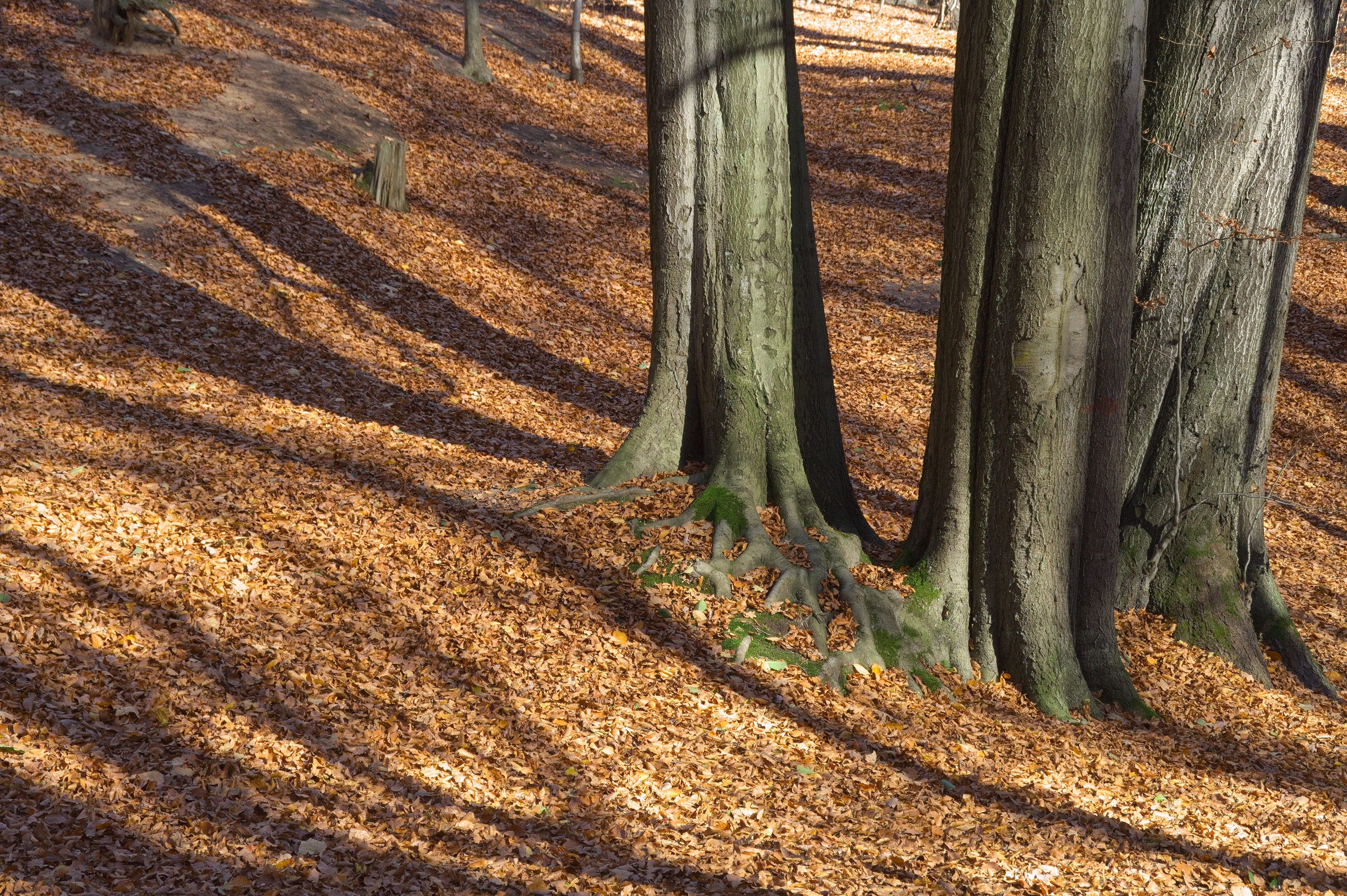autumn, forest, light, shadow, leaves, tree trunks, sunshine