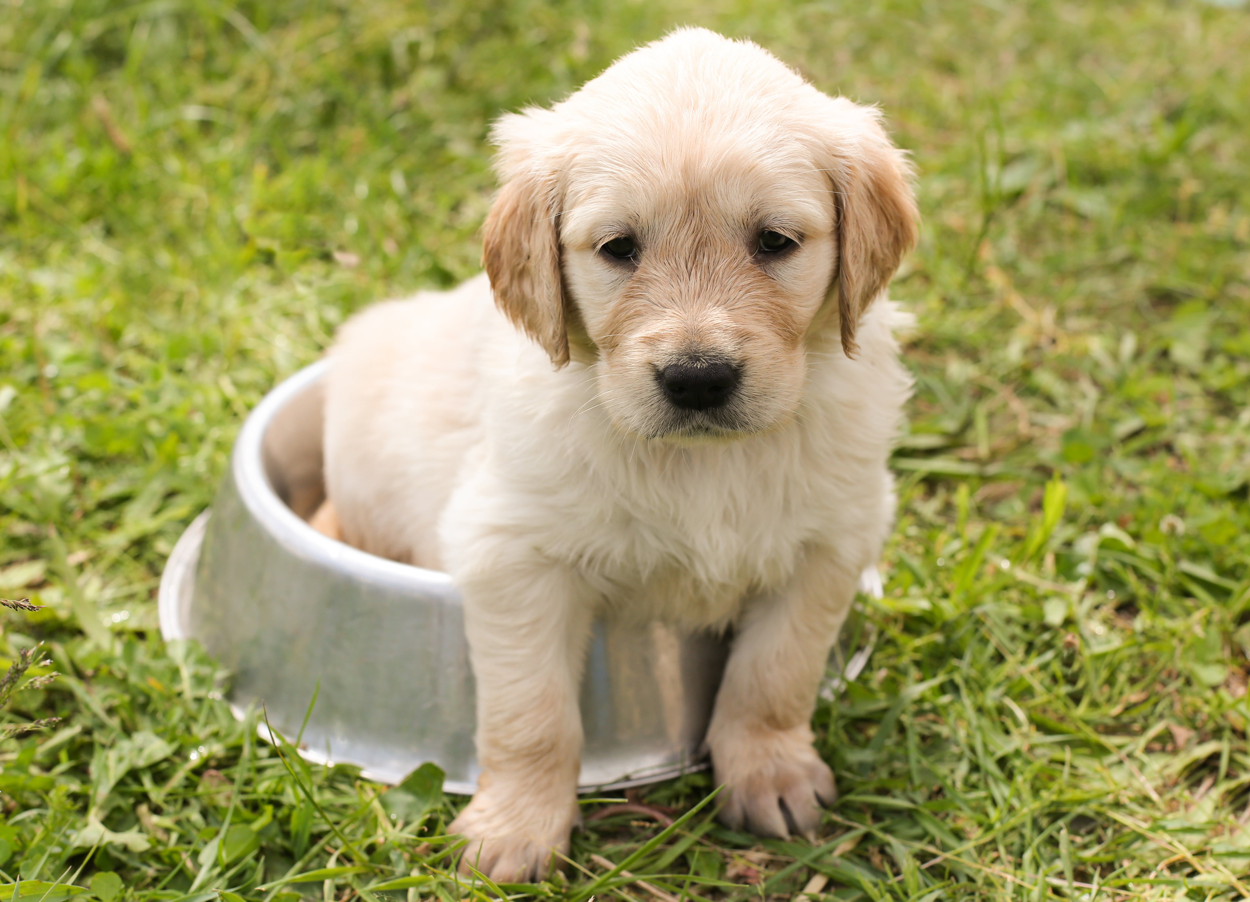 light golden retriever in dog bowl, puppy, in the, young, pet