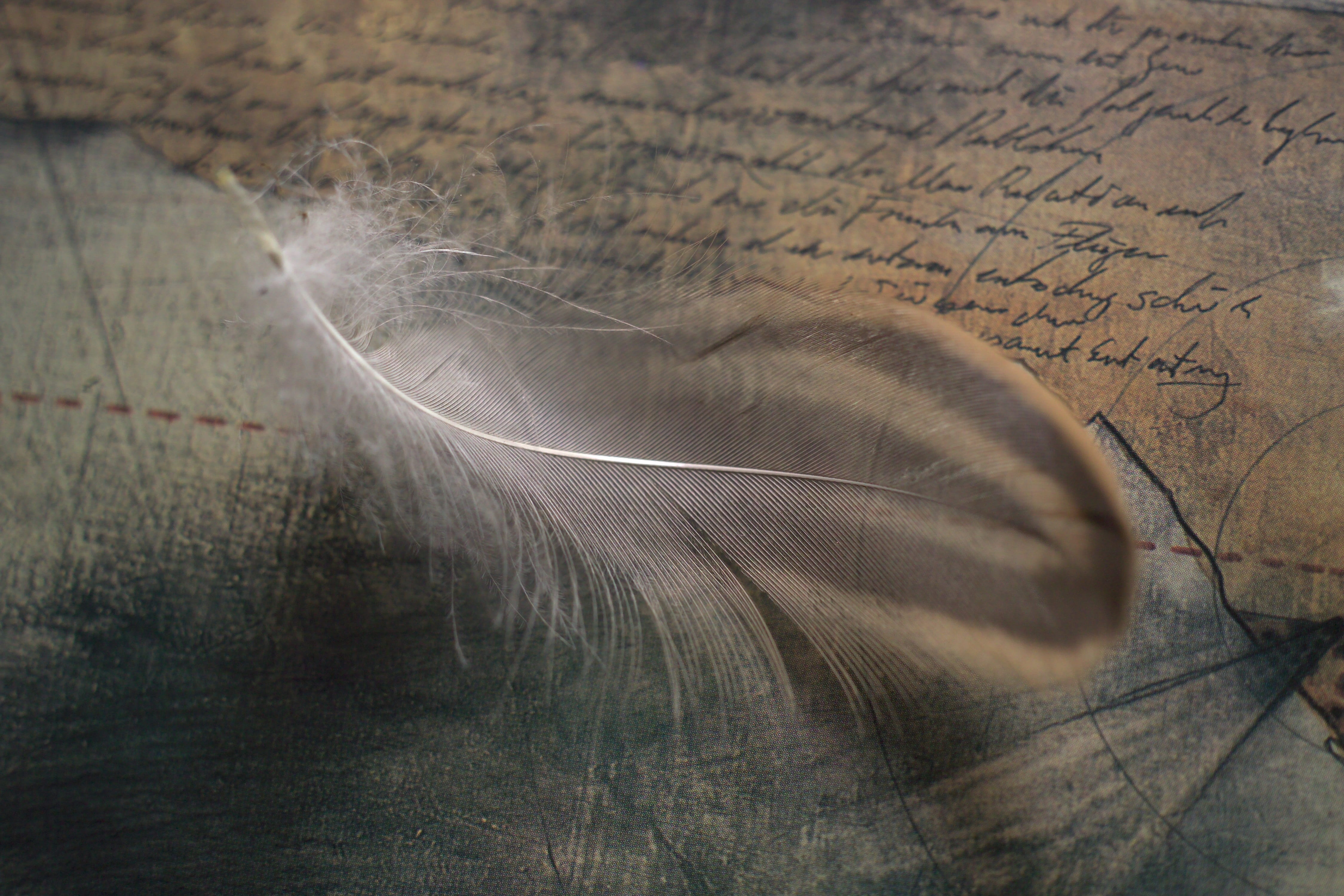 black feather, spring, ease, symbol, bird feather, no people