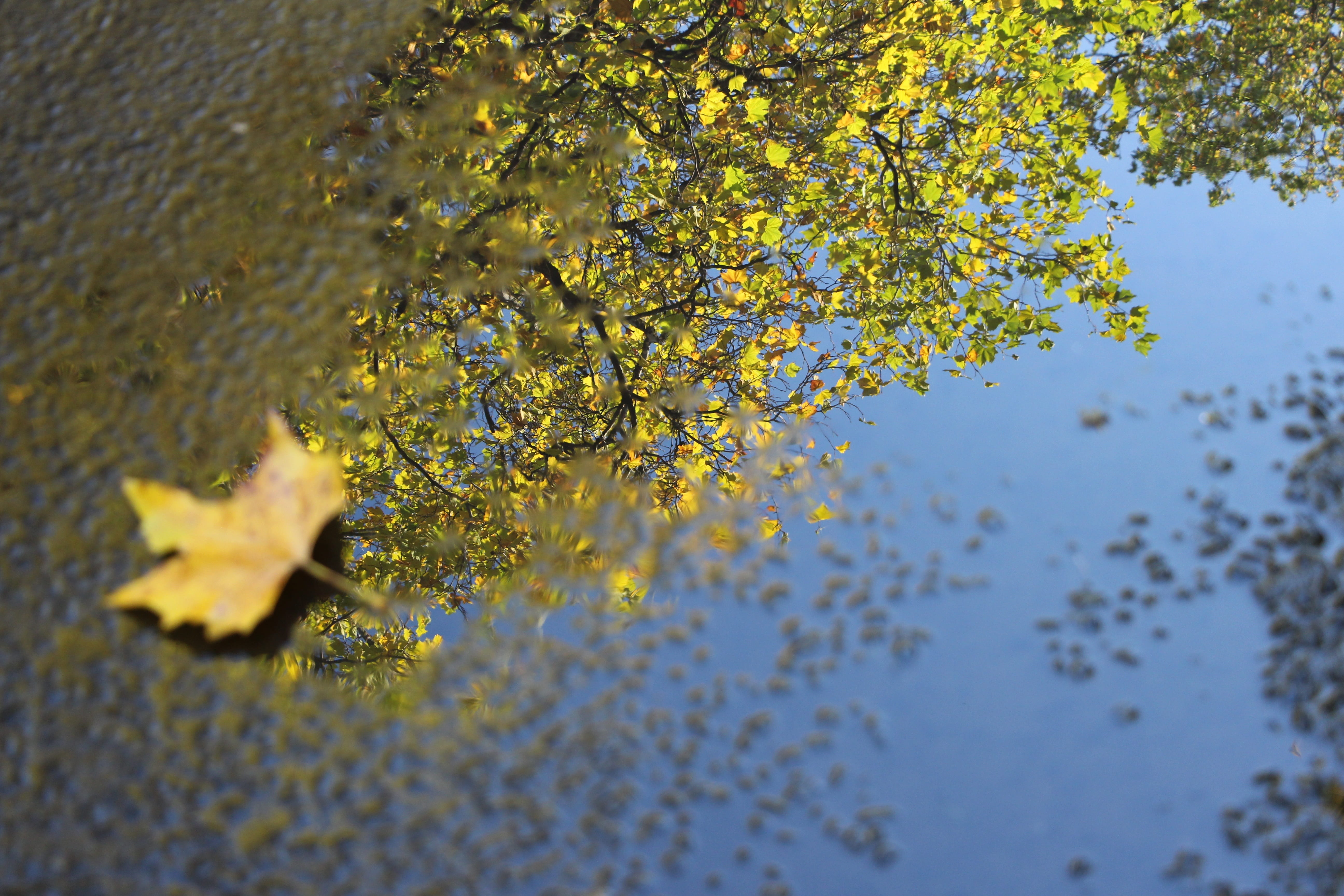 reflection, foliage, leaf, surface, environment, autumn, wet