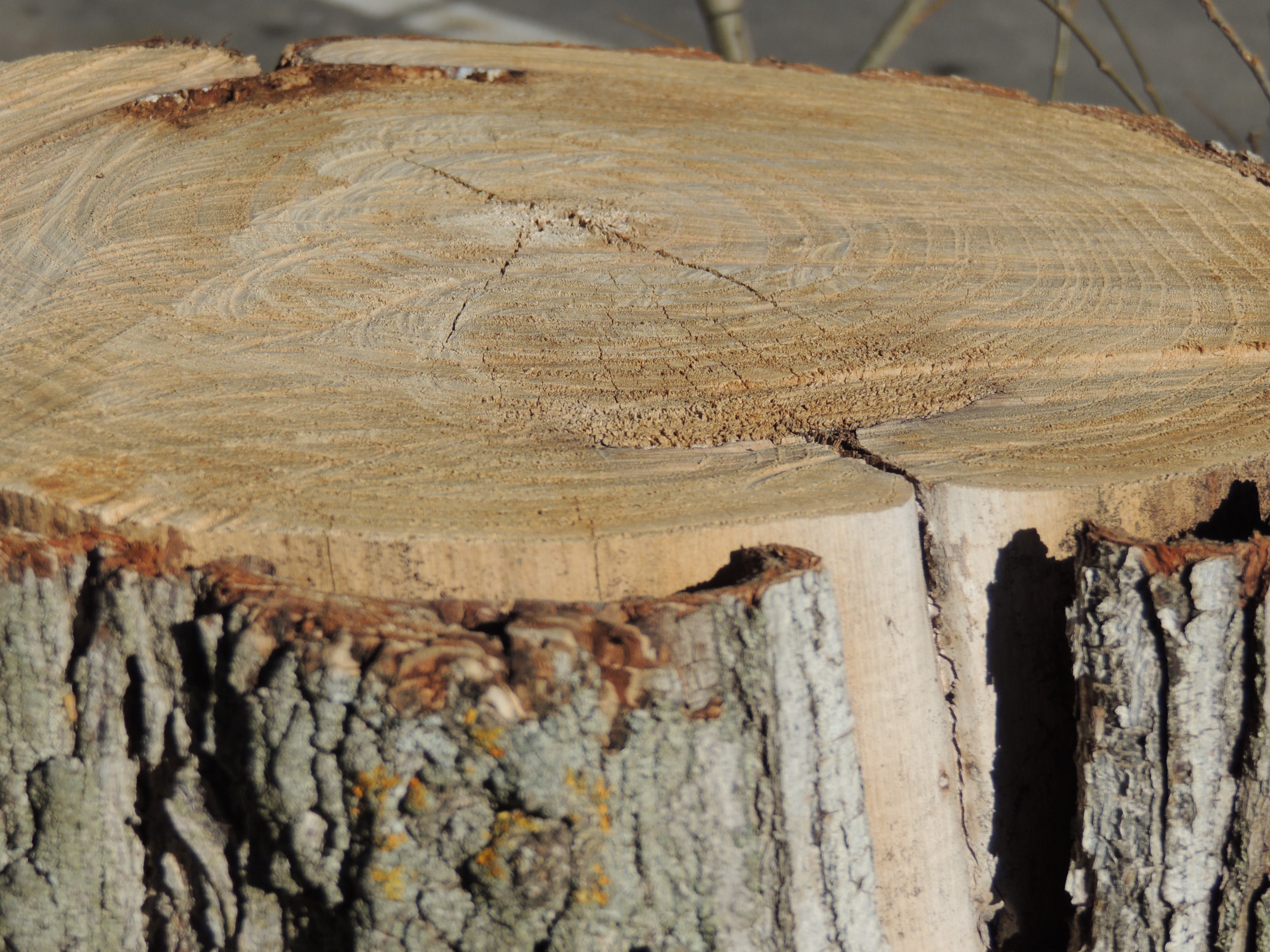tree, bark, nature, texture, trunk, age, wood - Material, tree Trunk