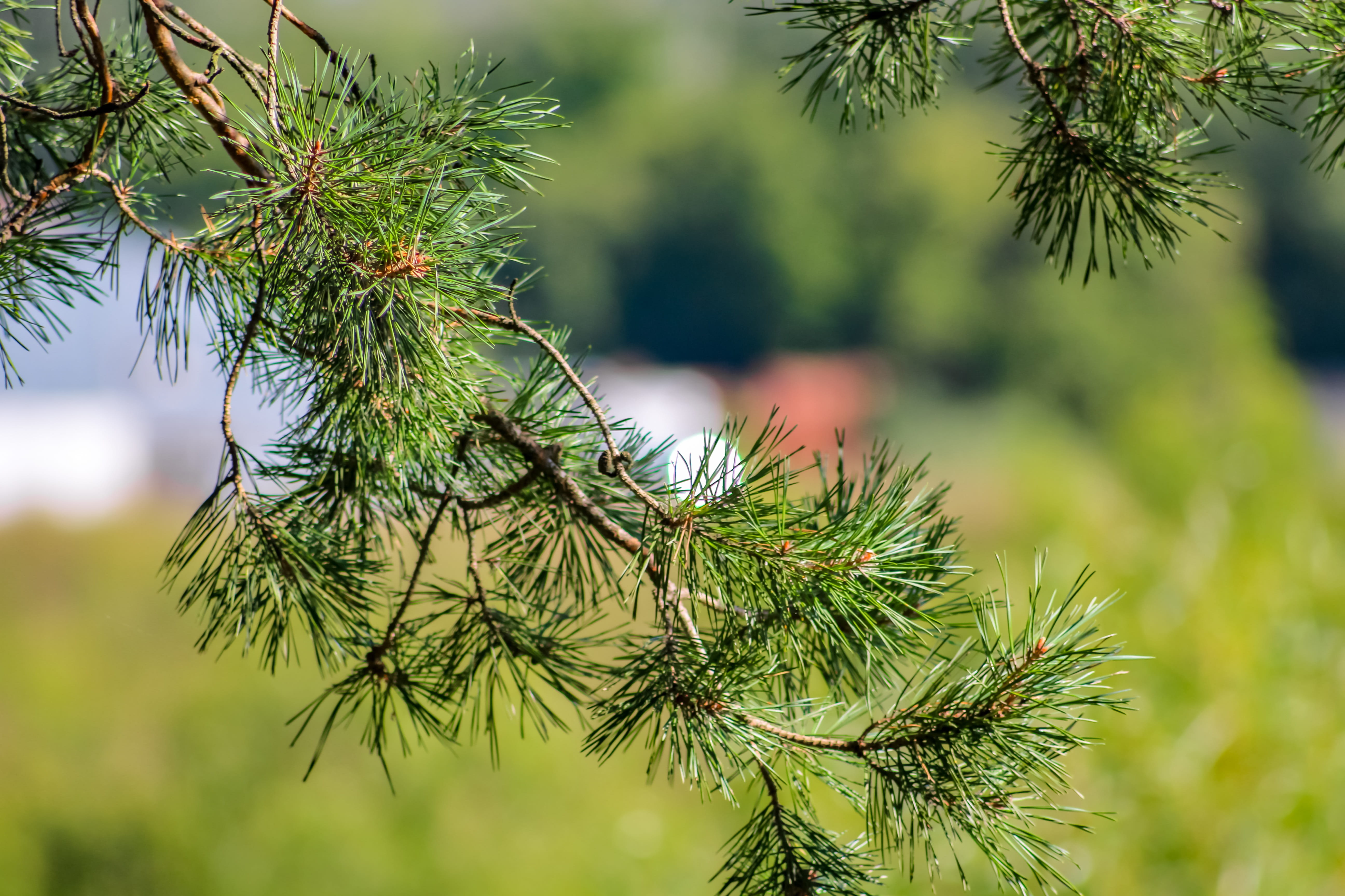 needles, forest, background, pine, summer, closeup, macro, scratchy