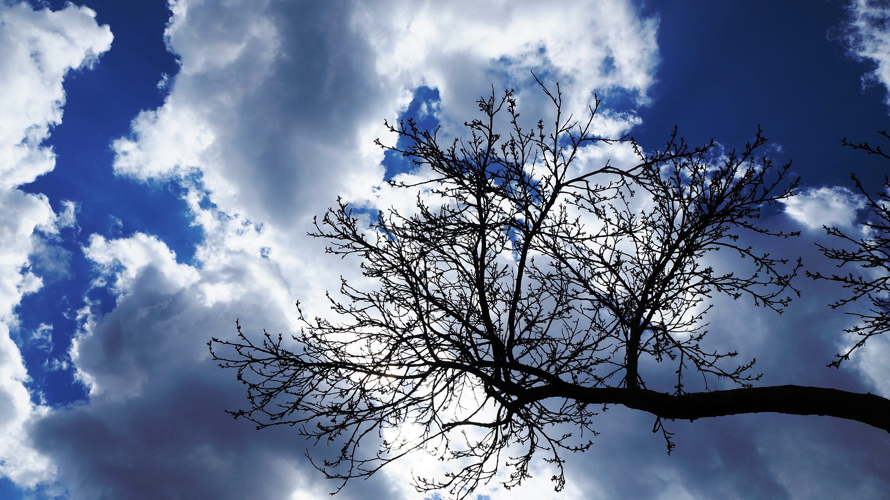 Sky, Clouds, Blue, Tree, Nature, Plant, branches, low angle view