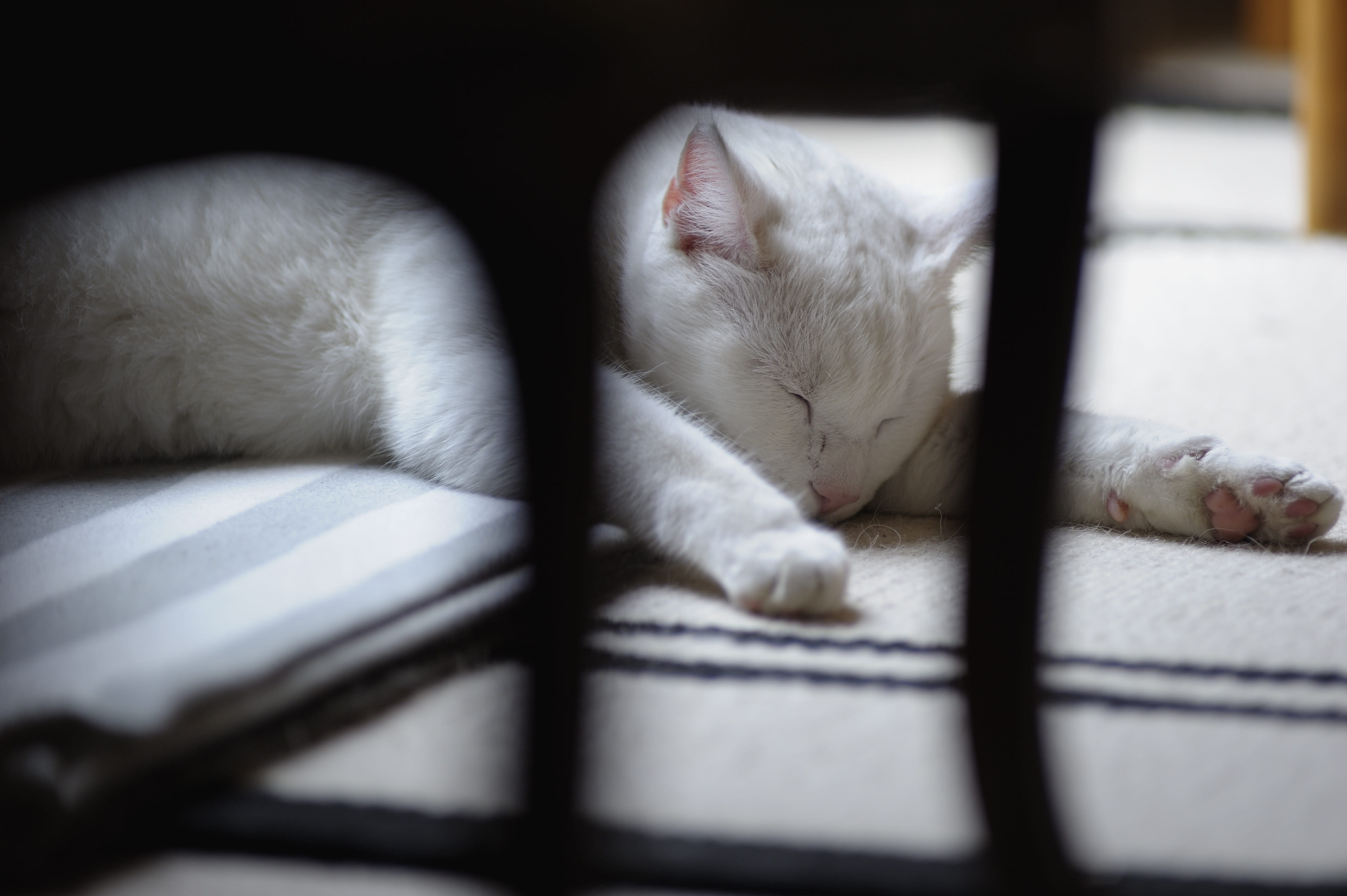 White Cat, solid white cat, sleeping, rest, pets, predators