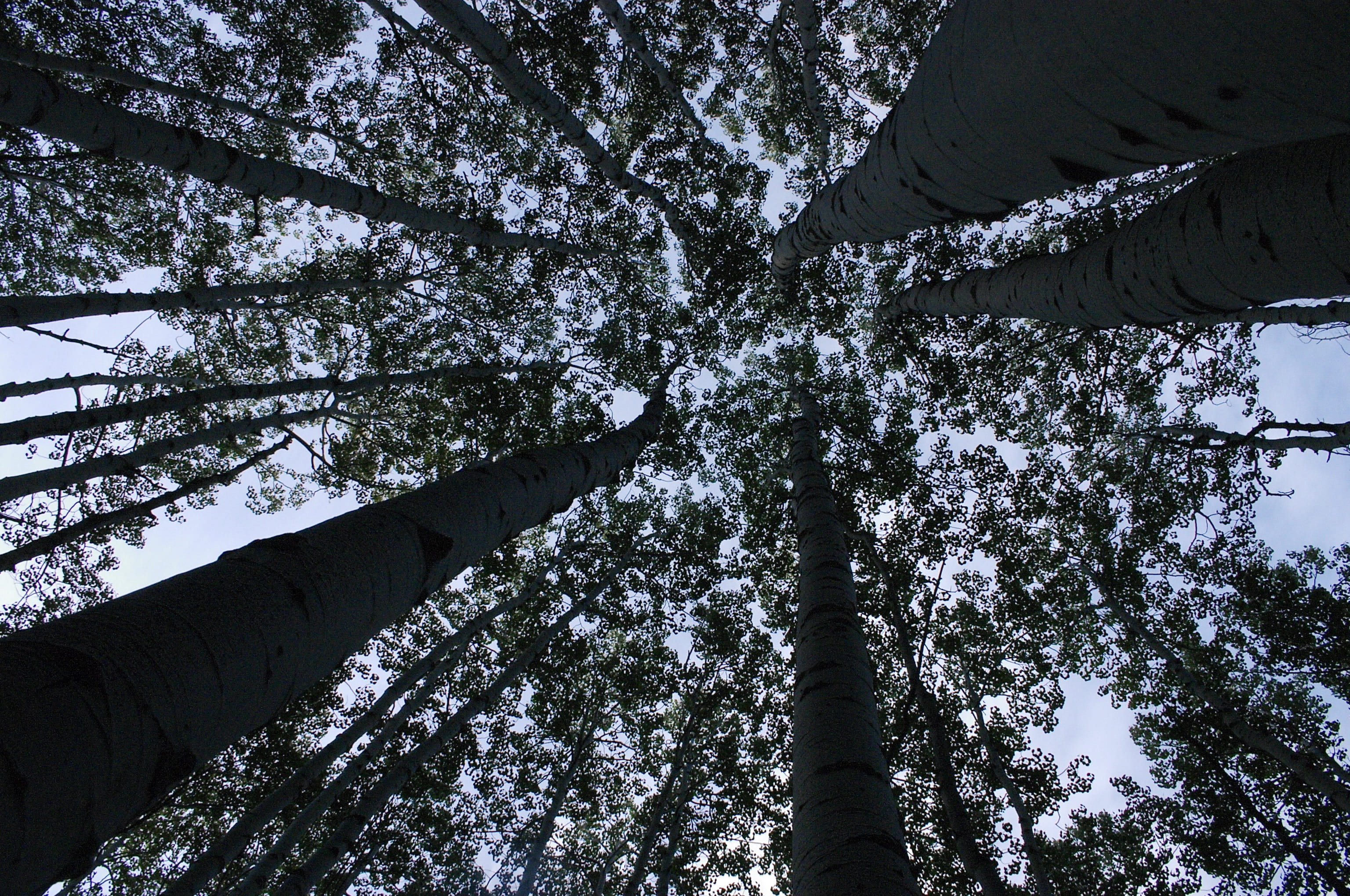 Forest, Trees, Perspective, nature, pine tree, no people, scenics